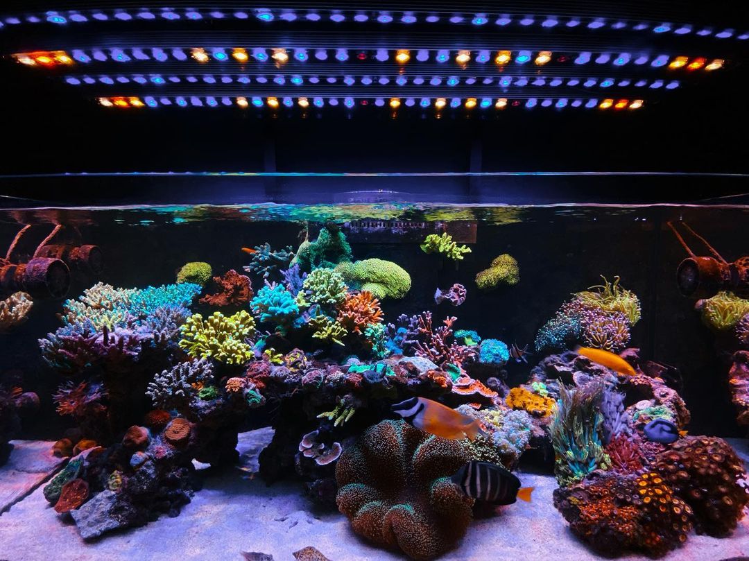 Incredibile acquario di barriera di 1 anno senza cambio d'acqua sotto la barra LED Orphek OR3