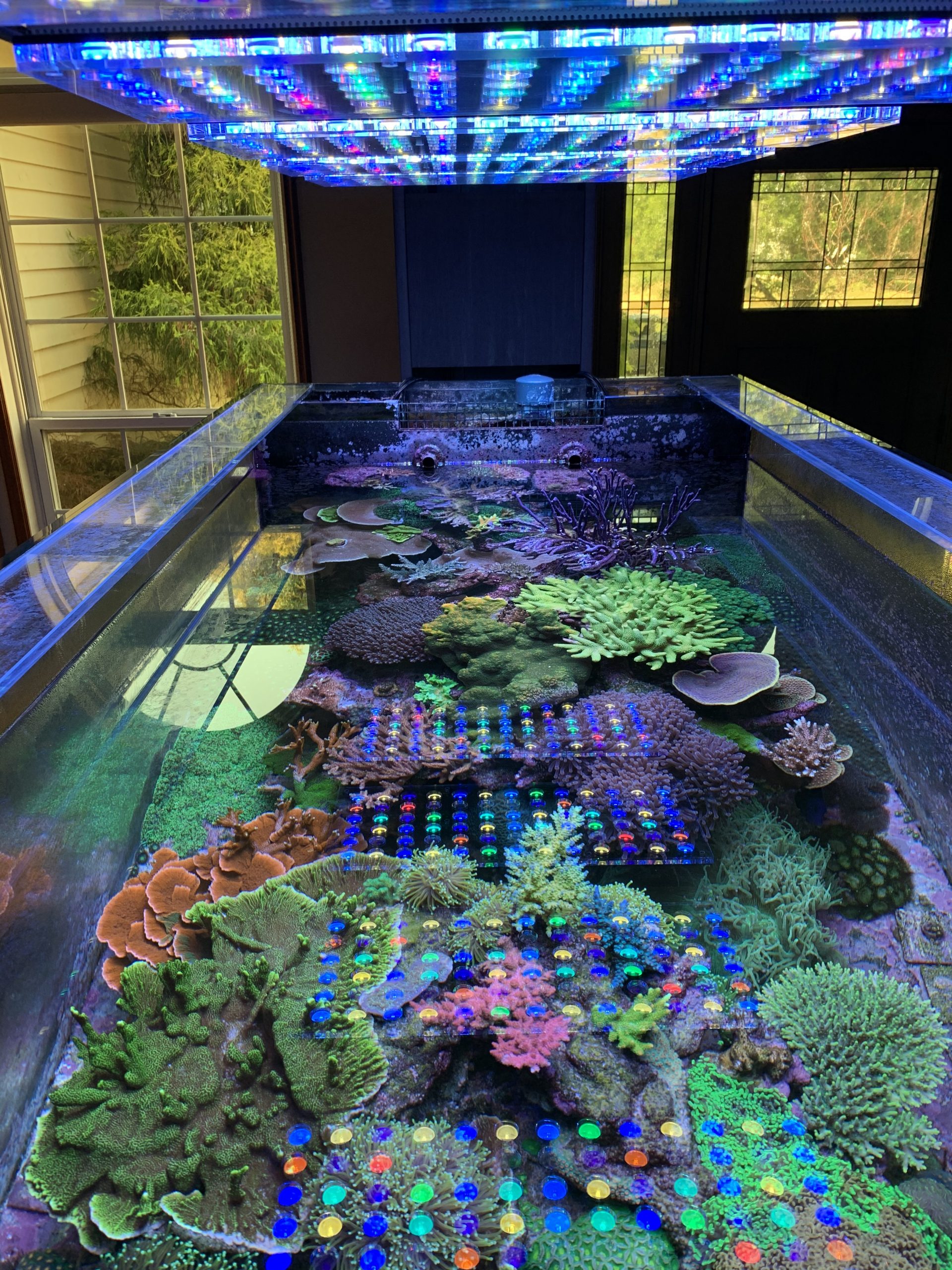惊人的 400 加仑珊瑚礁水族馆照明由 5-Orphek-Atlantik-V4