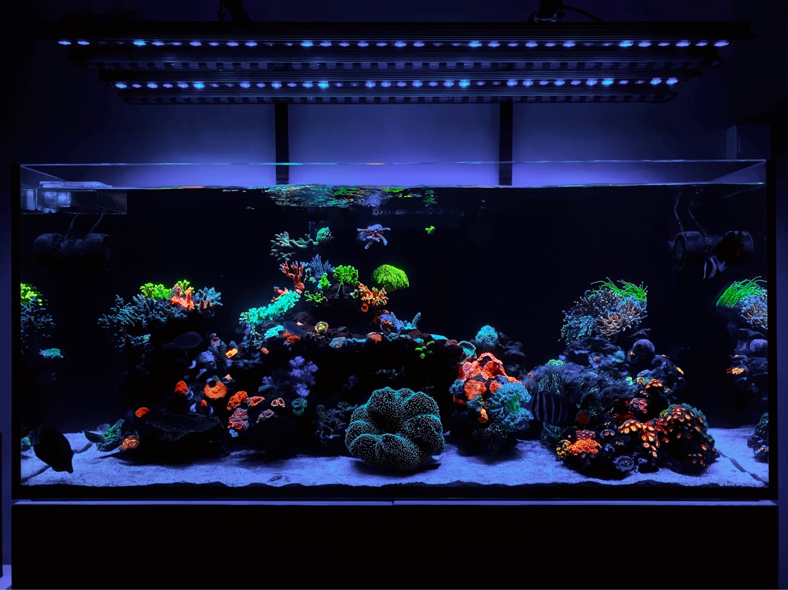 令人惊叹的珊瑚流行在 orphek-or3-blue-plus 下