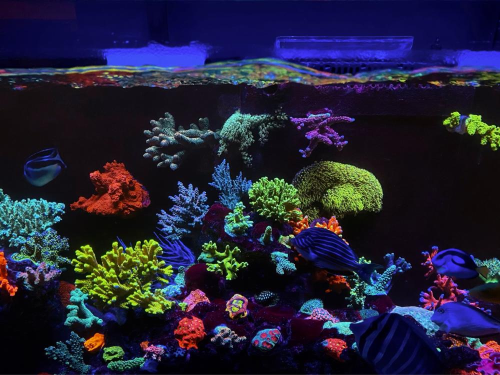 erstaunliche Korallen im Riffaquarium