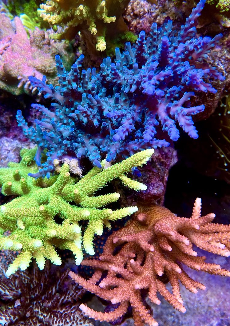 Blue and green sps coral 