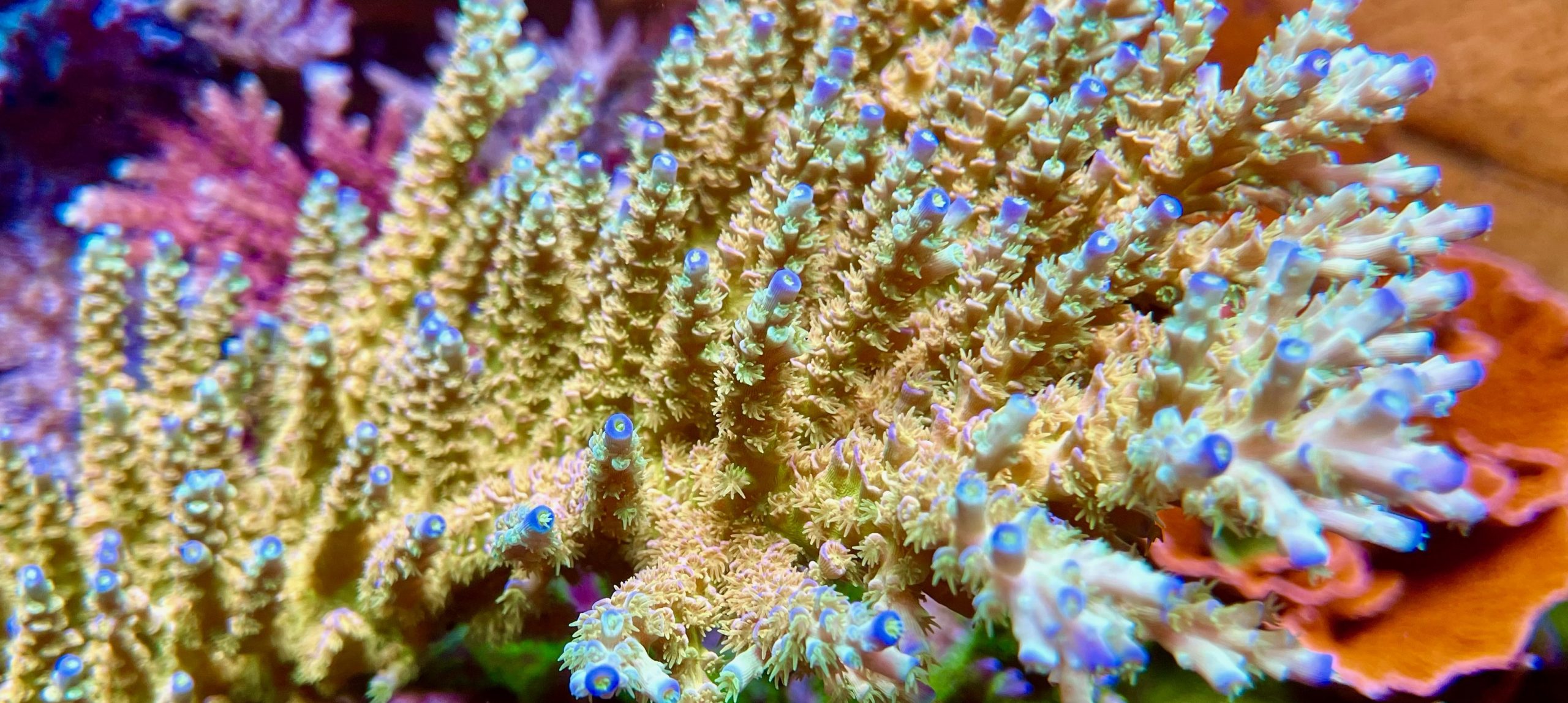 amazing blue sps coral 
