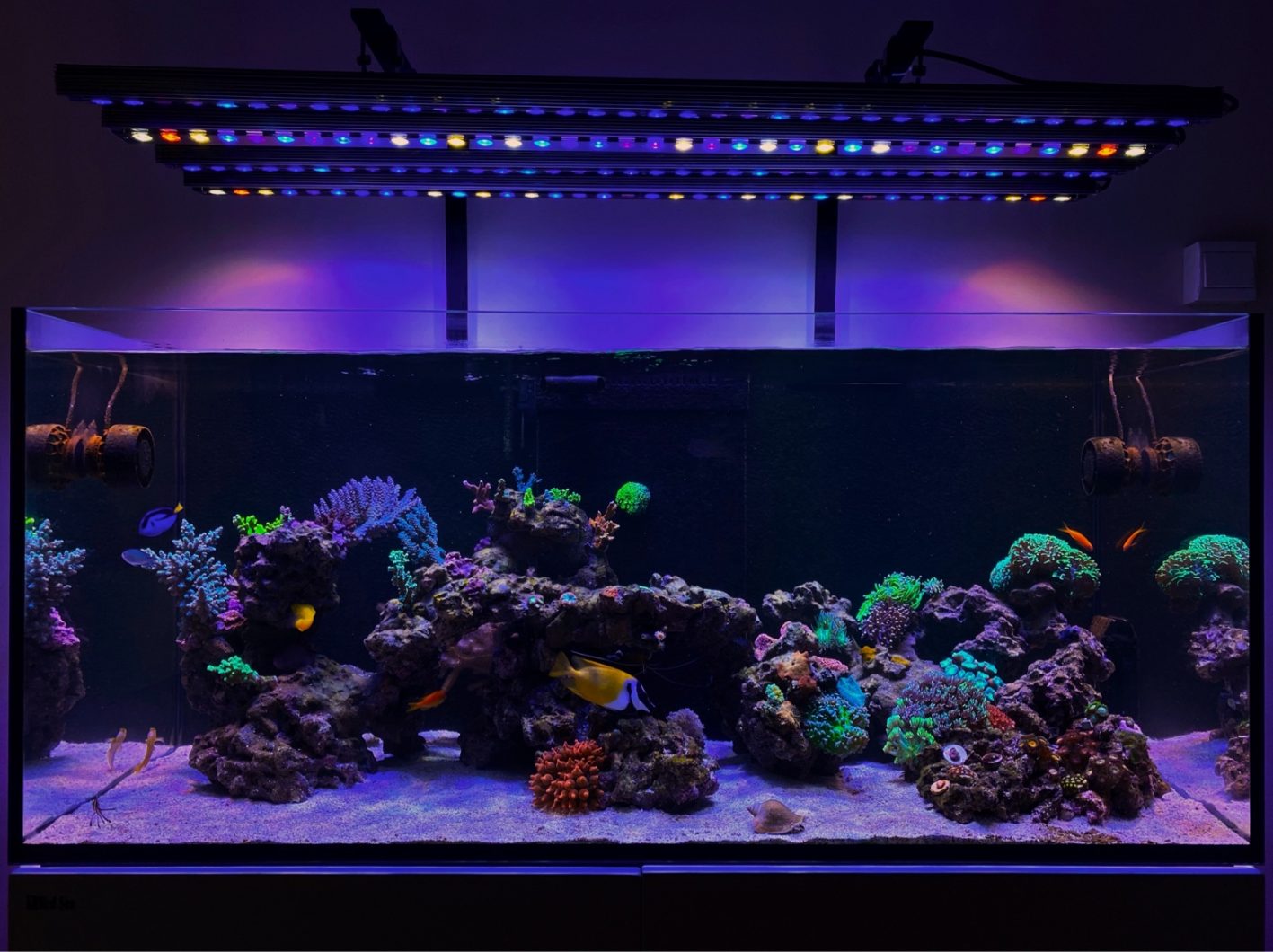 Amazing 1 year old reef aquarium lighting Orphek OR3 LED bar