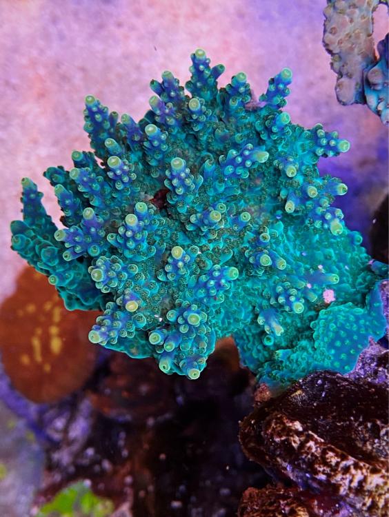 blue_green_sps_coral_color