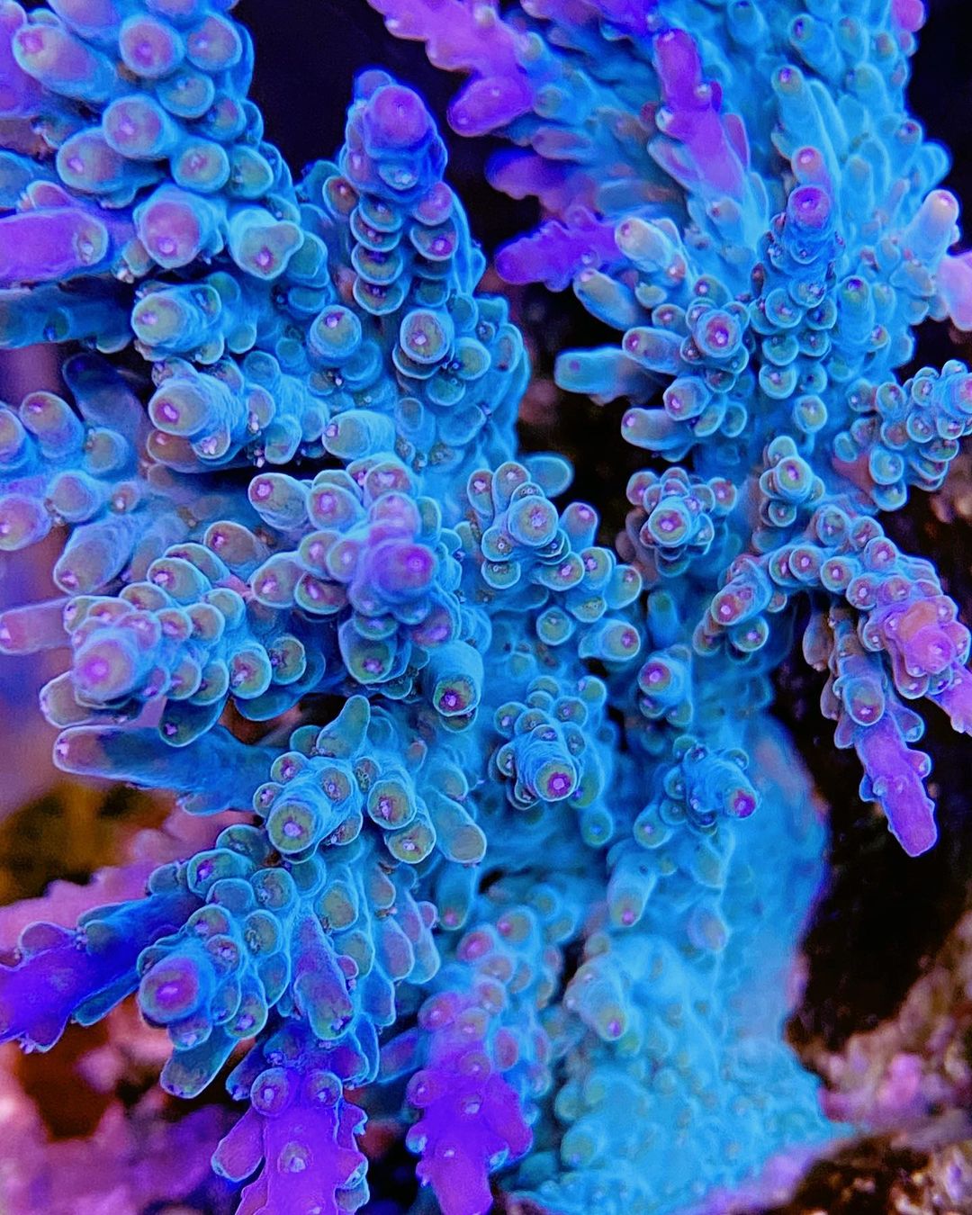 blå_sps_korallfarge