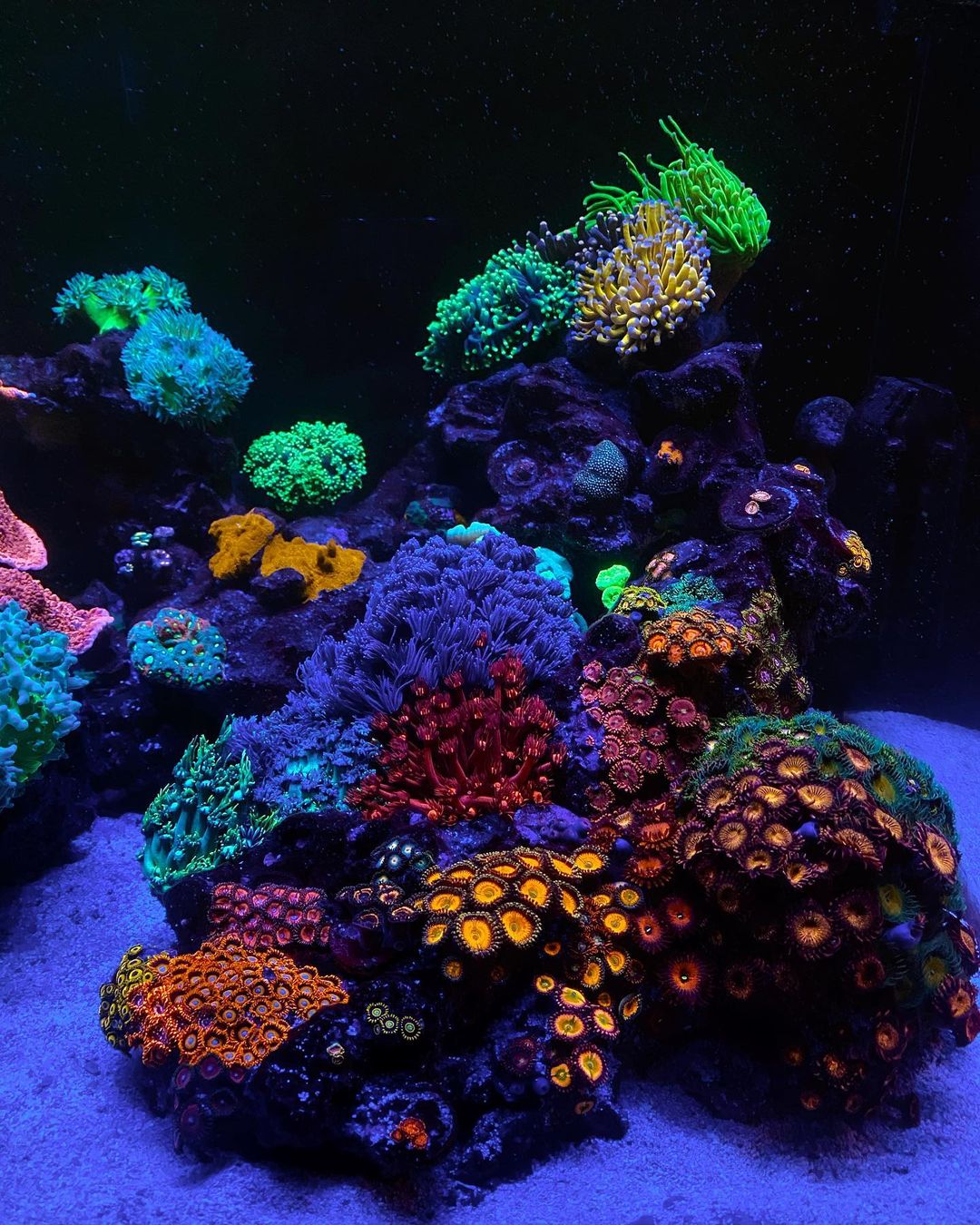 κοράλλι φθορισμού_χρώμα