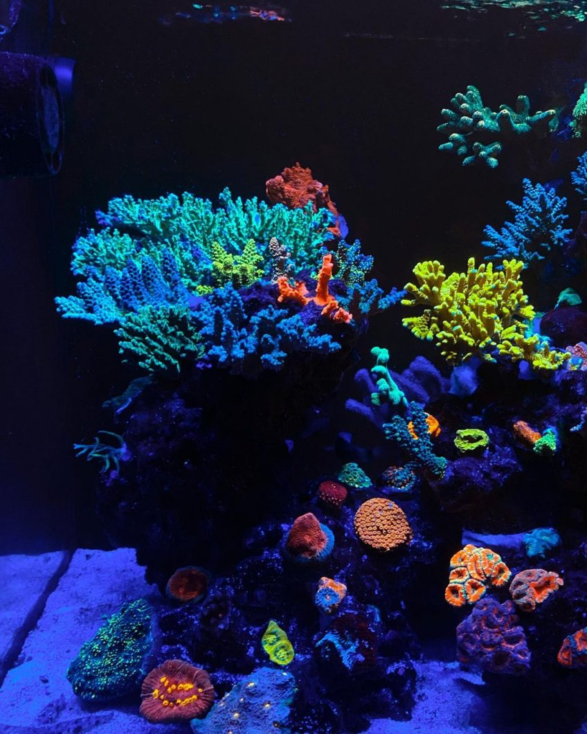 coral fluorescent_orphek_or_led_bar_blue_plus