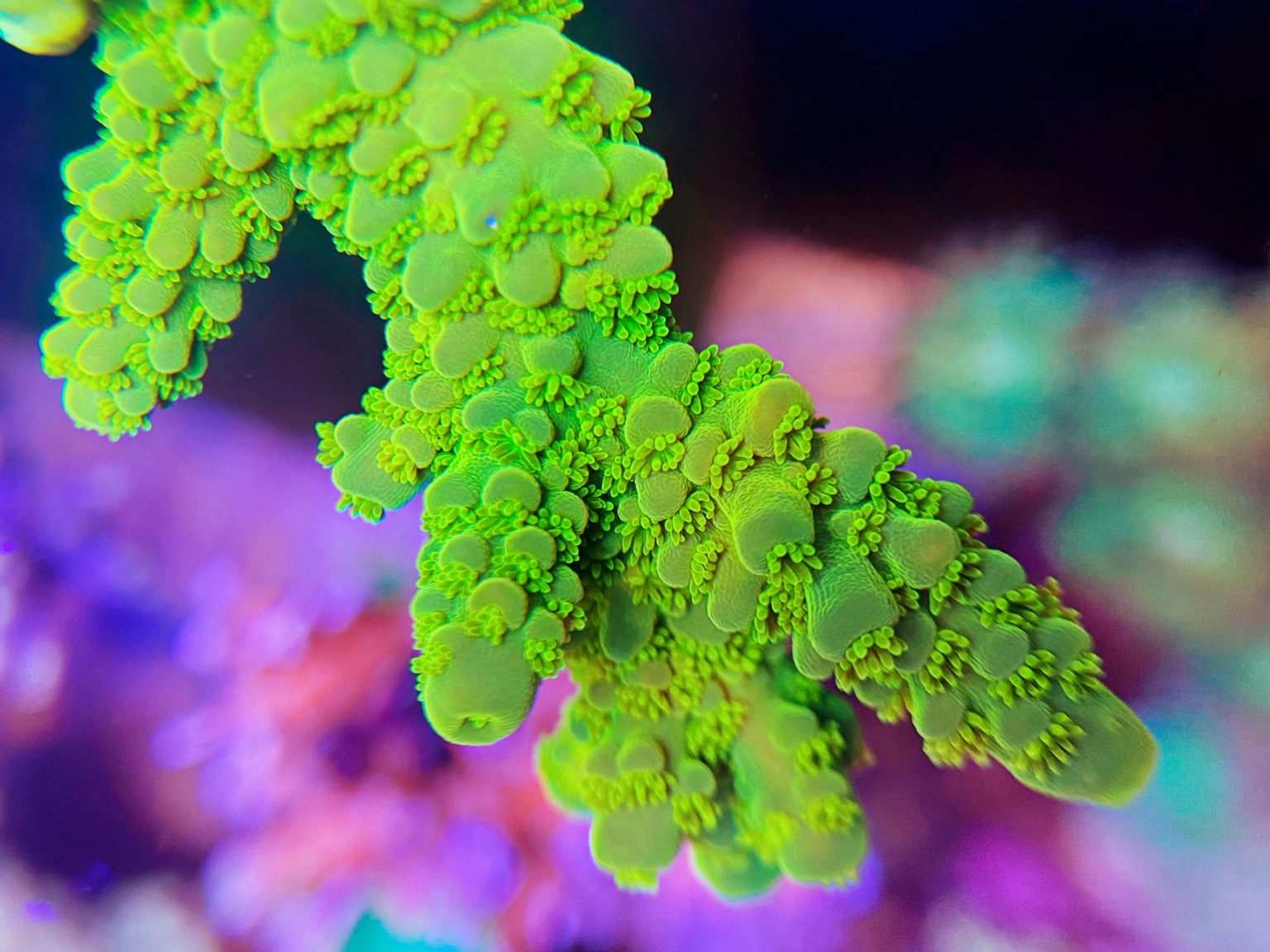 grønne sps koraller