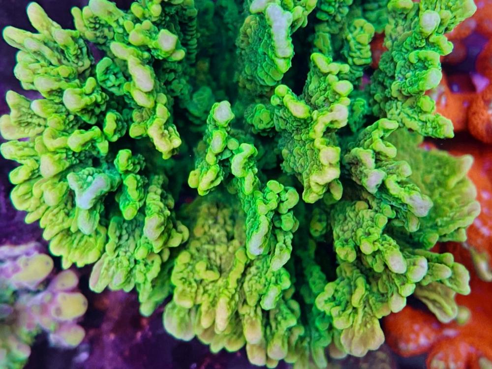 светло-зеленый sps_coral