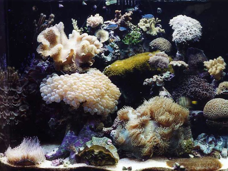 old reef aquarium