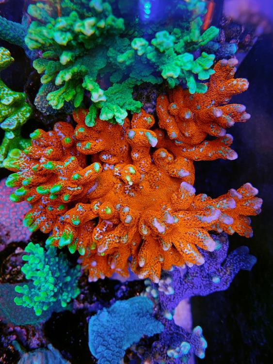 orang_sps_coral_color