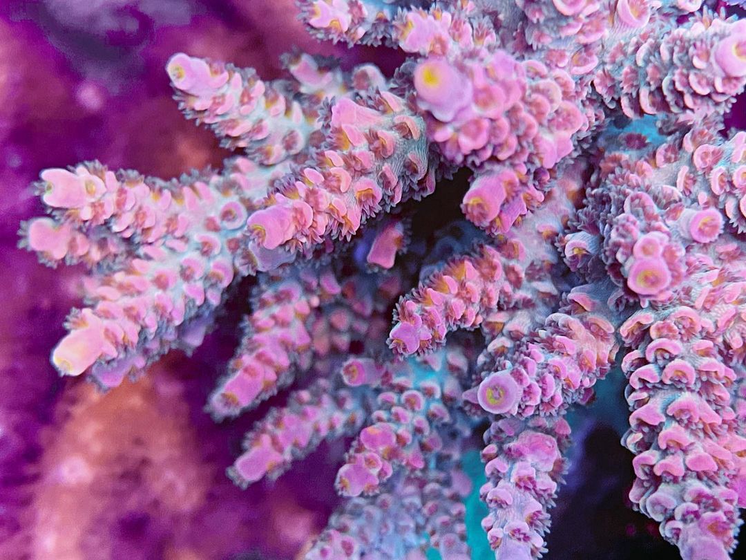 pink_sps_coral