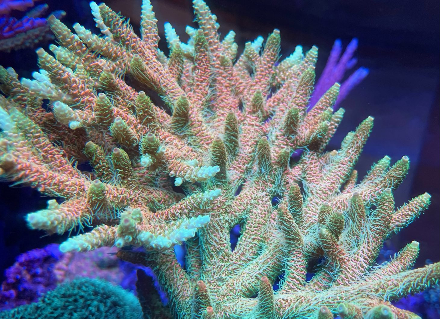 vaaleanpunainen sps koralli