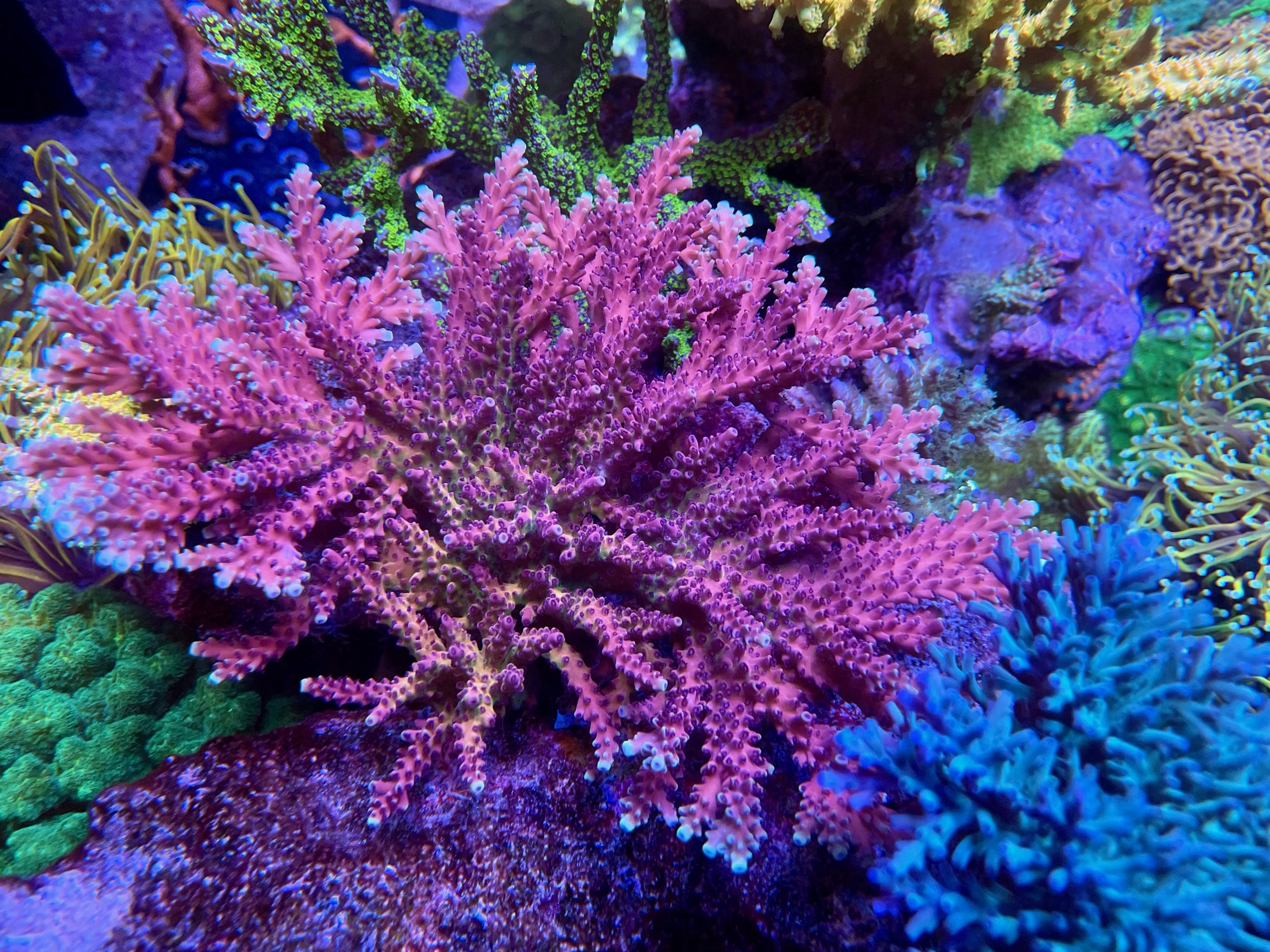 acuario de arrecife de coral rosa sps