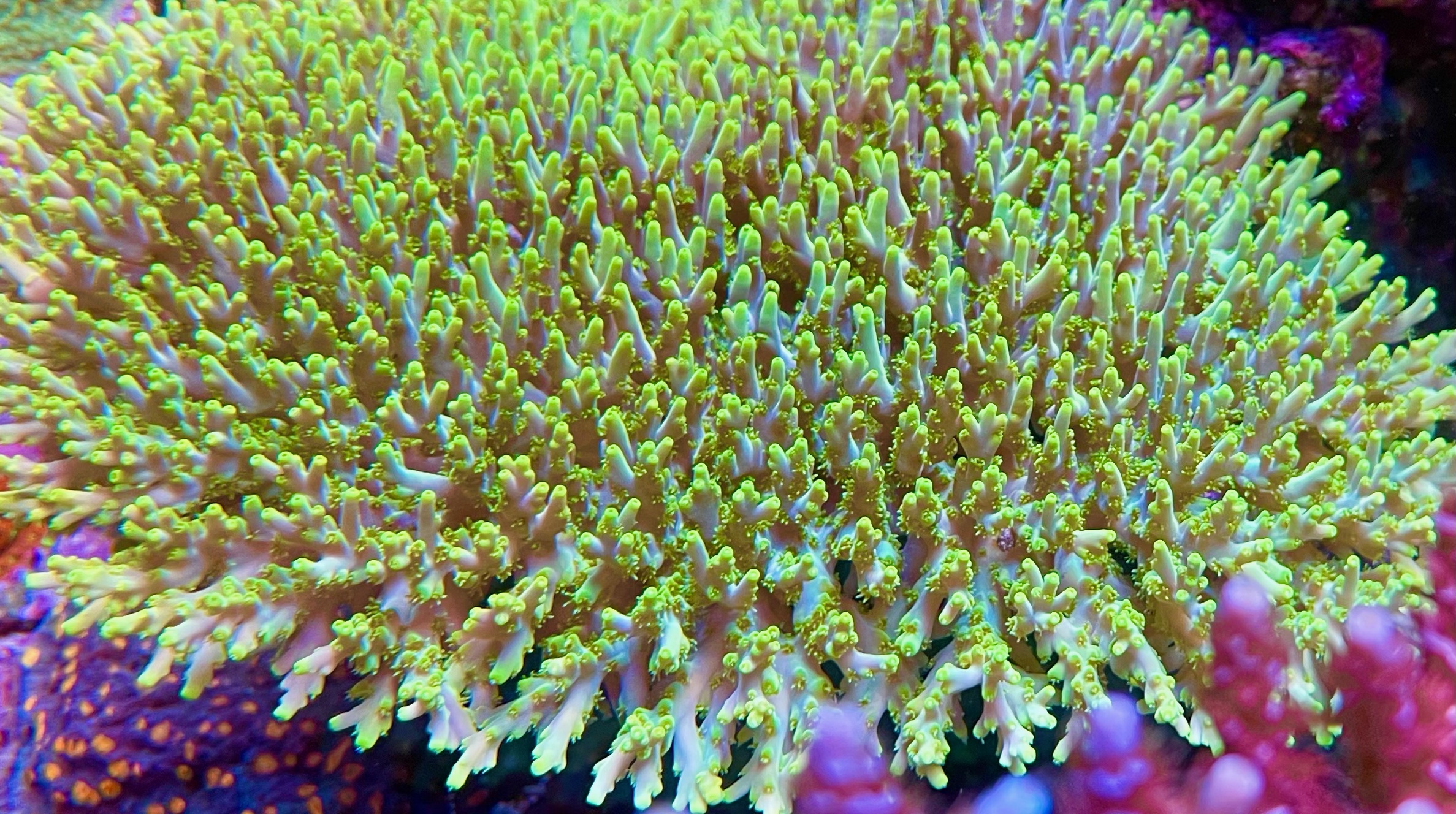 yellow sps coral