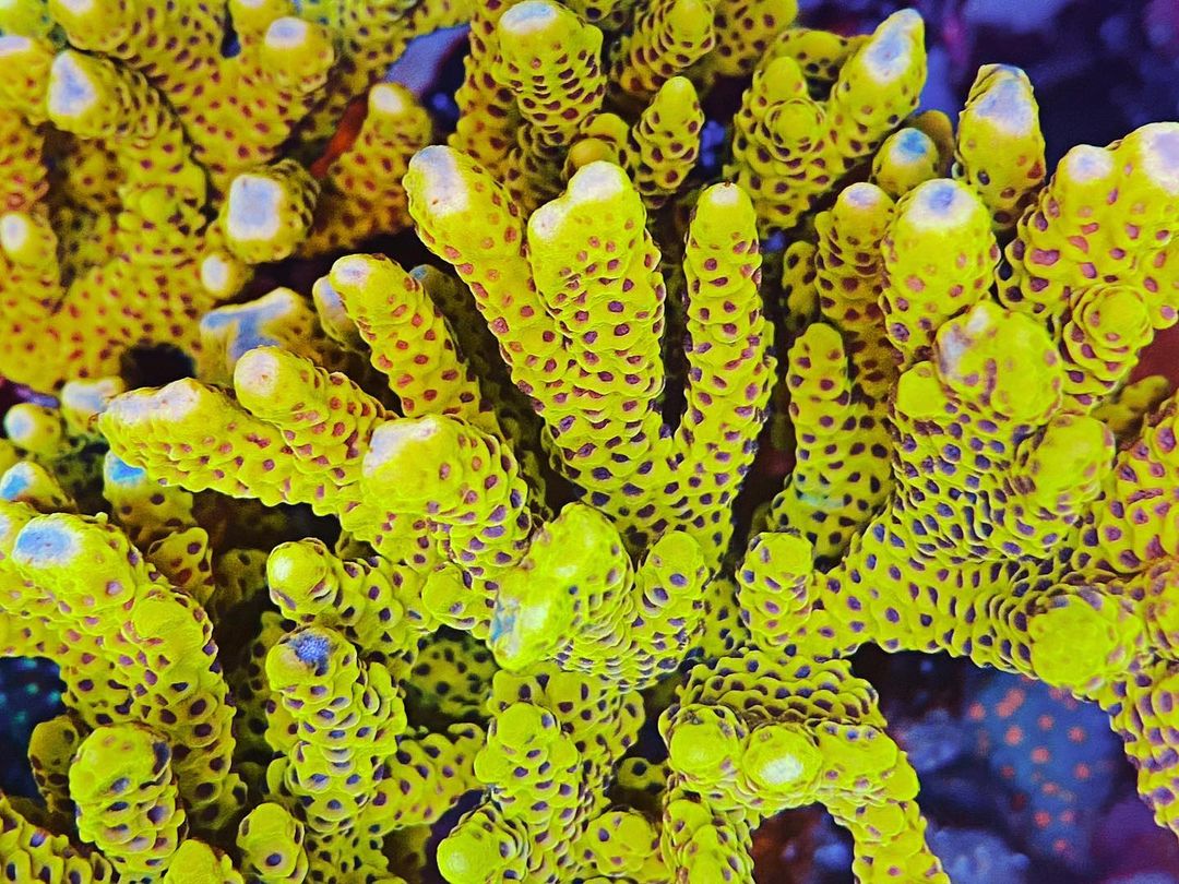 amarillo_sps_coral_orphek_OR3
