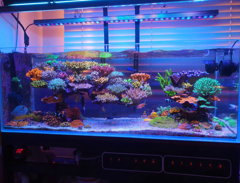 Amazing-110-gallon-SPS-dominated-reef-aquarium-lighted-by-Atlantik-V4-and-OR3-Blue-Plus