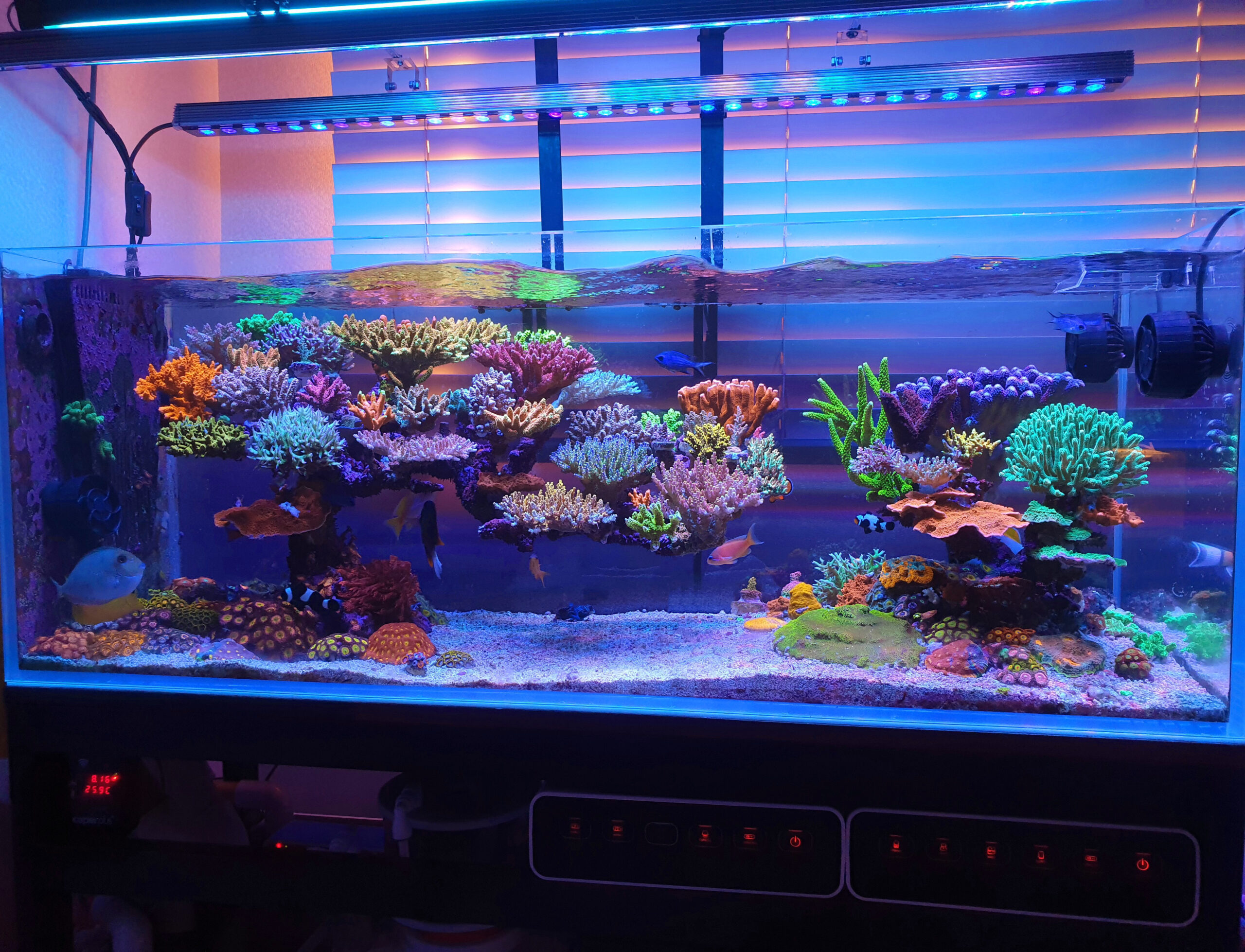 Incredibile acquario-reef-dominato-SPS-110-gallon-illuminato-da-Atlantik-V4-e-OR3-Blue-Plus