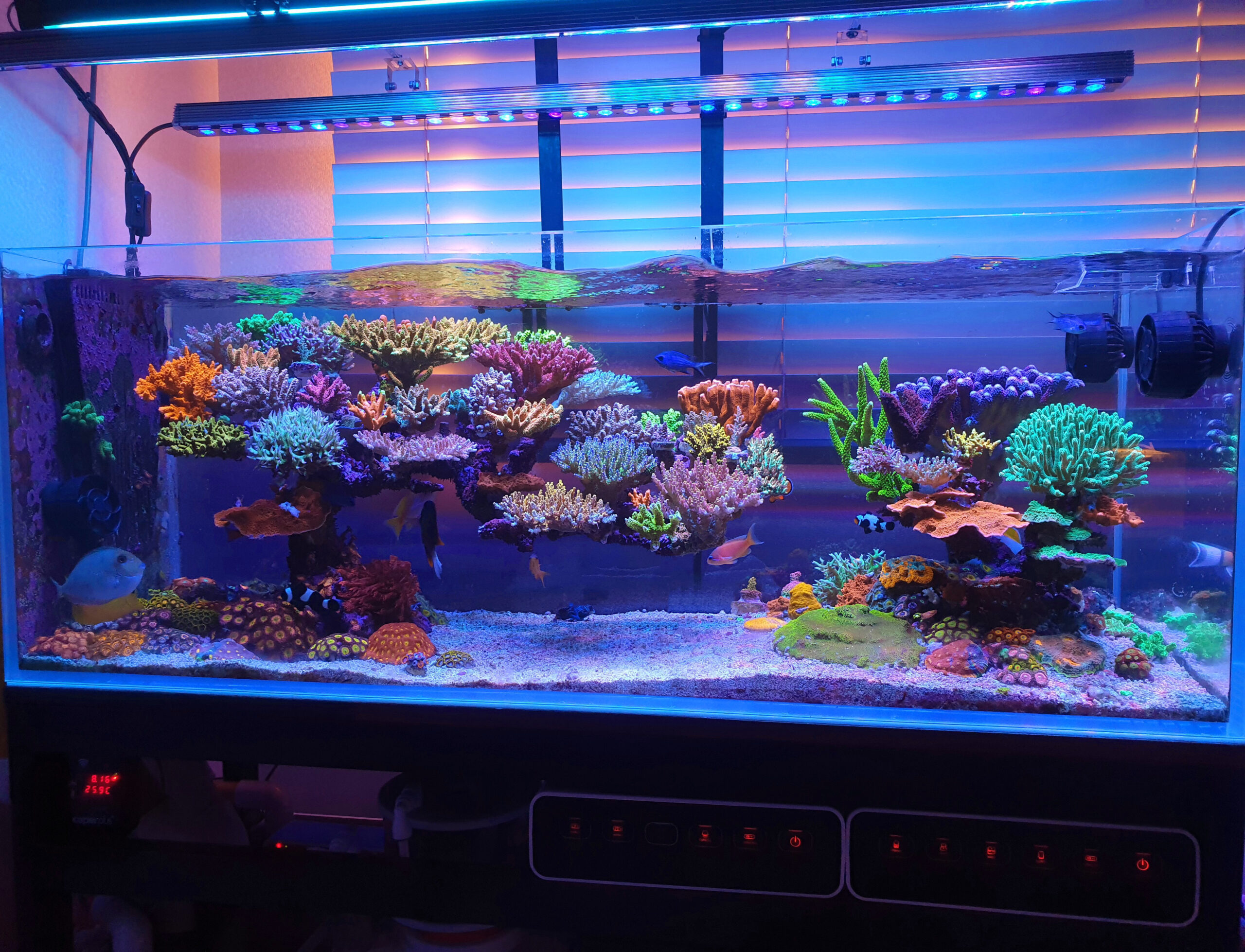 Fantastisk-110-gallon-SPS-dominert-rev-akvarium-opplyst-av-Atlantik-V4-og-OR3-Blue-Plus