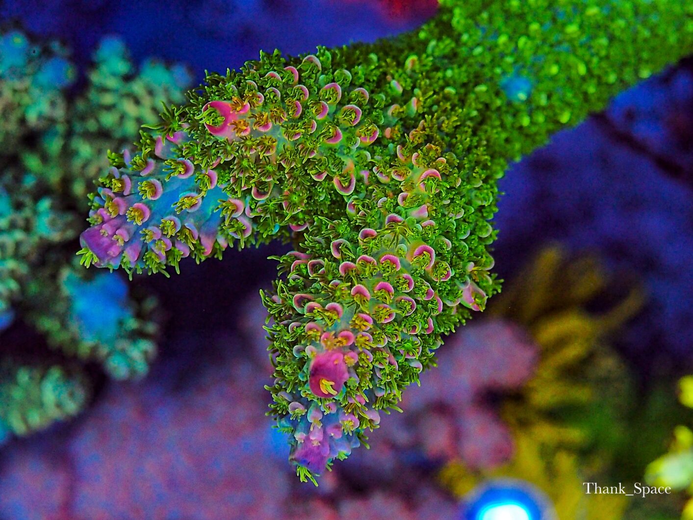 Tajemství zdraví a růstu korálů Program Atlantik iCon Helius