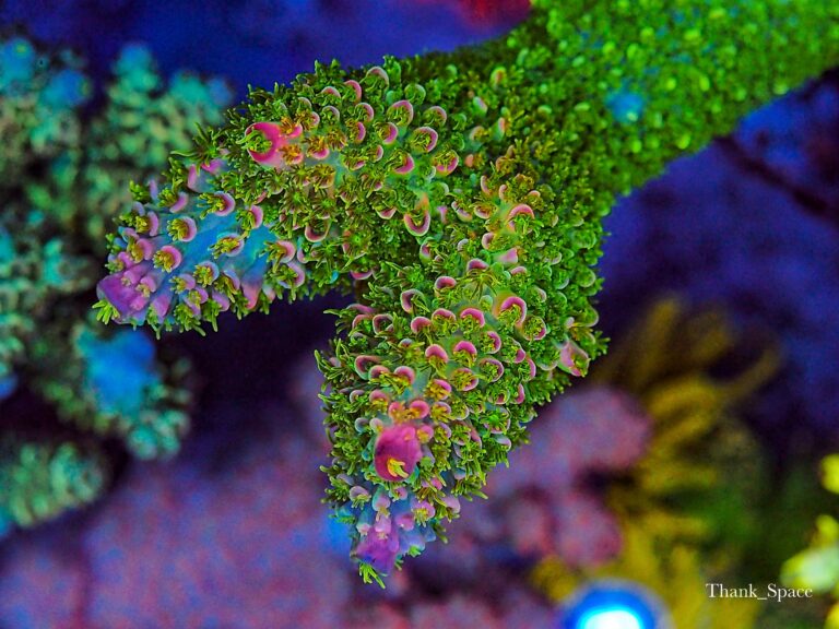 Secret of Coral Health, Growth & Color