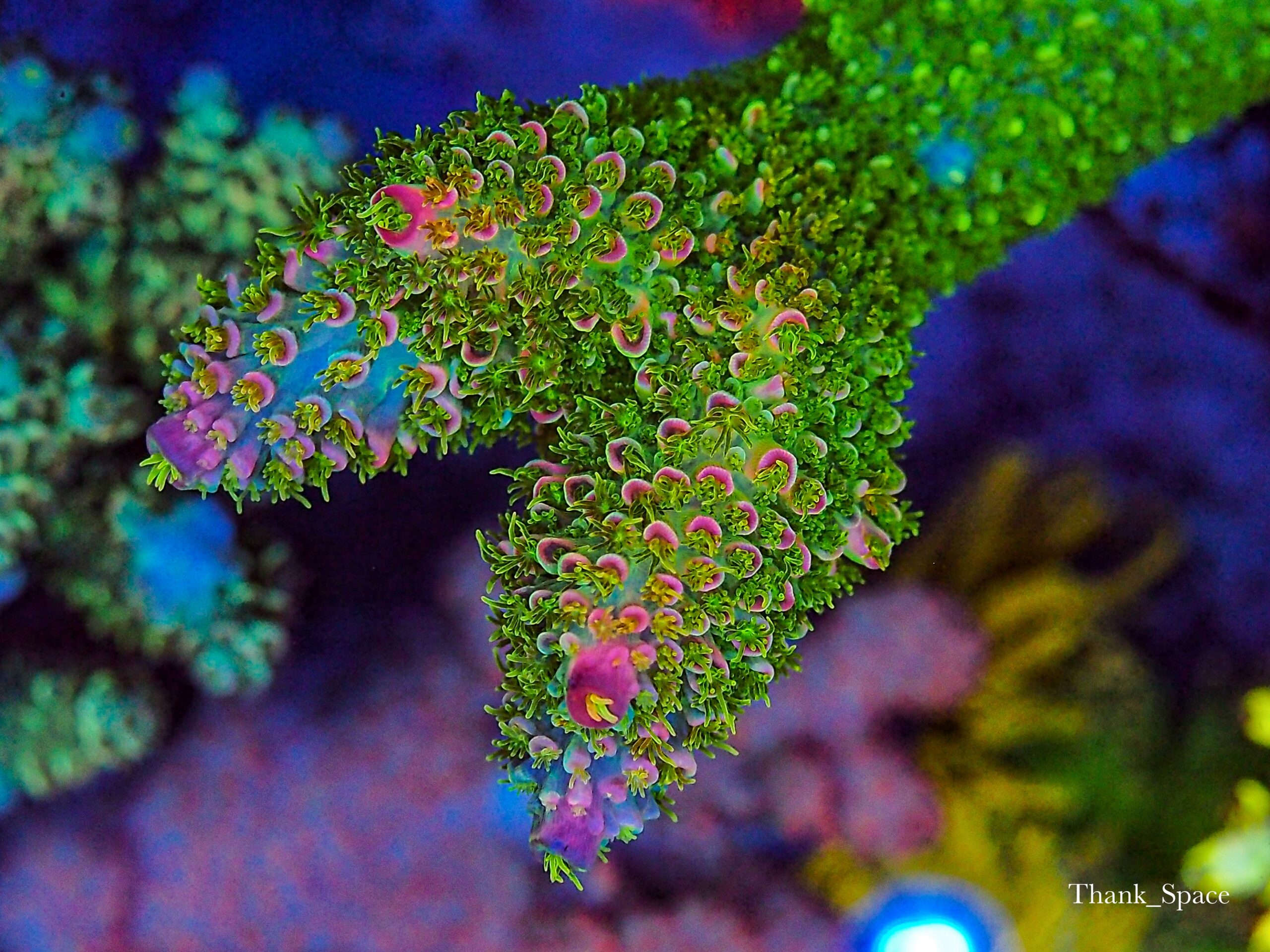 Zestaw bardzo szerokich soczewek 52 mm w kolorze koralowym