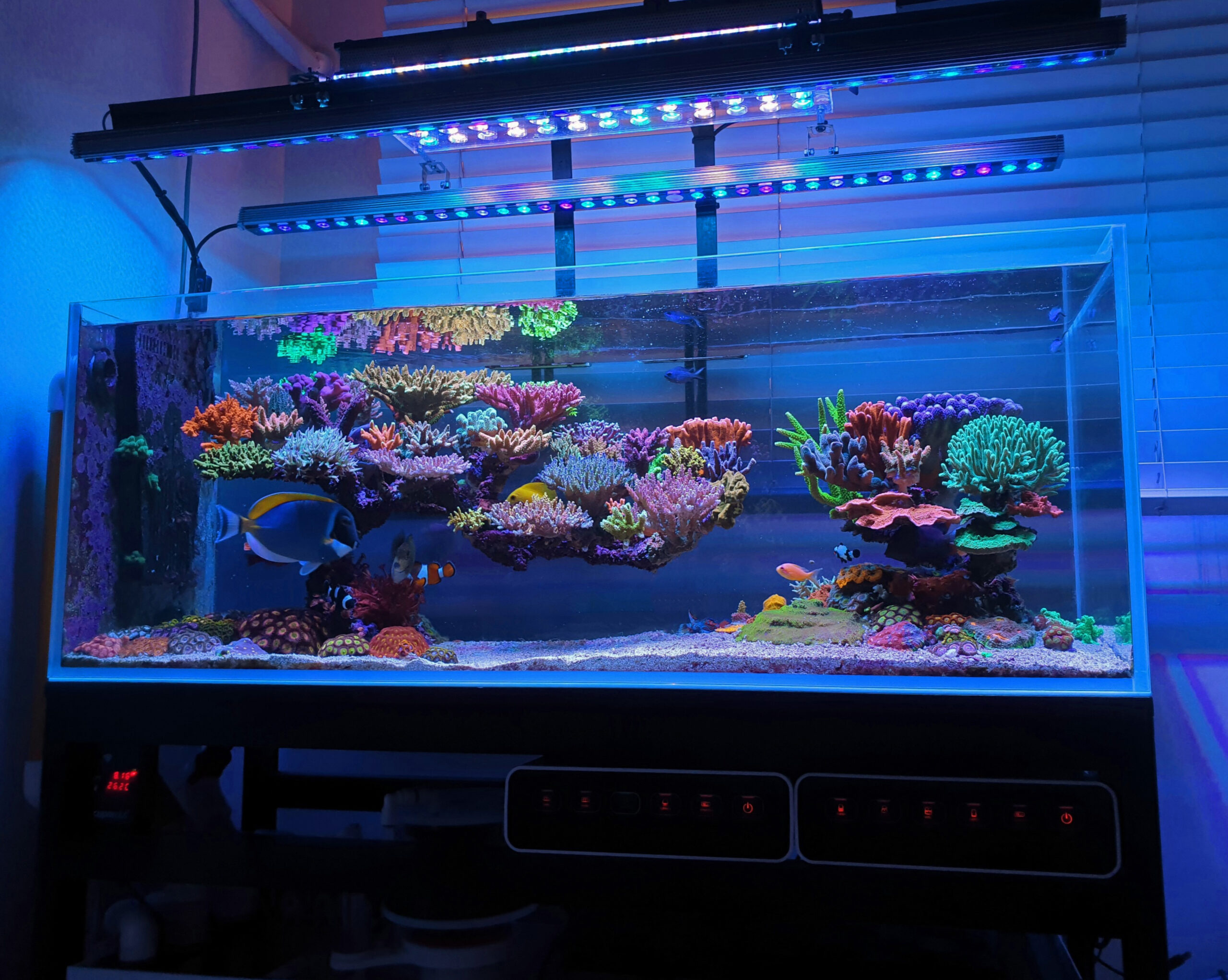 Amazing-110-gallon-SPS-hallitsema riutta-akvaario, jonka valaisee Atlantik-V4 ja OR3-Blue-Plus