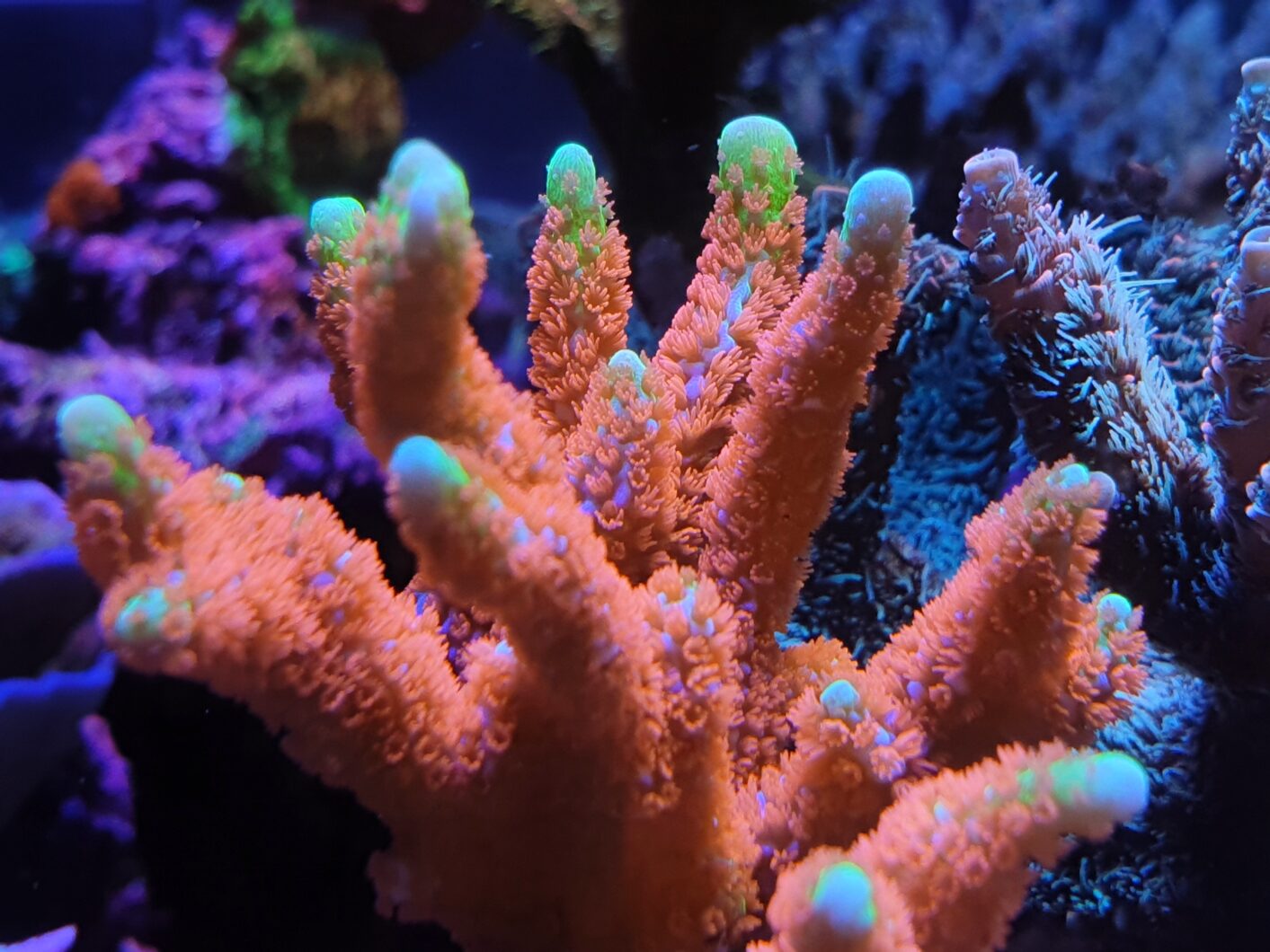 サンゴ-growth_under_Orphek_Atlantik
