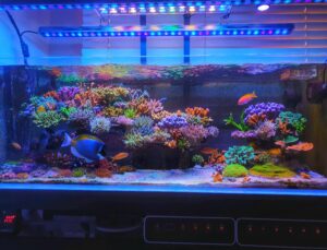 Amazing 110 gallon SPS dominated reef aquarium lighted by Atlantik V4 ...