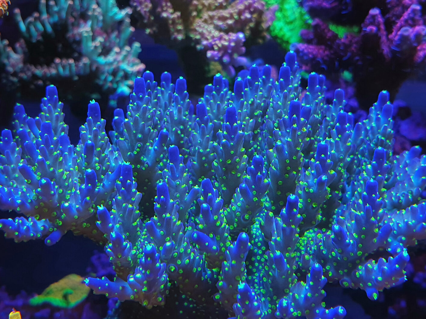 Coral close up with beautiful coloring