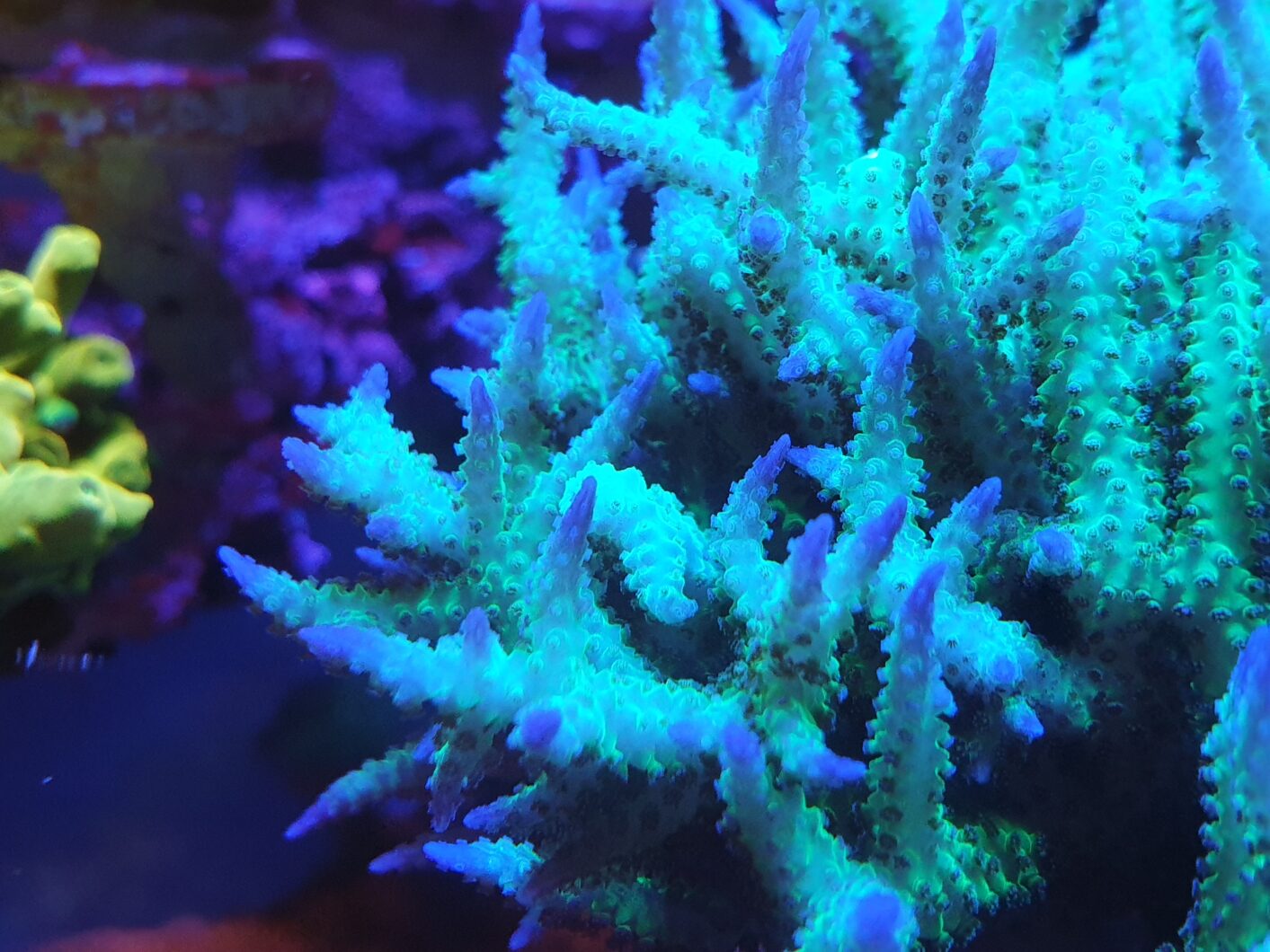 korallit Orphek Atlantikin ja OR3 Blue Plus LED -baarin alla