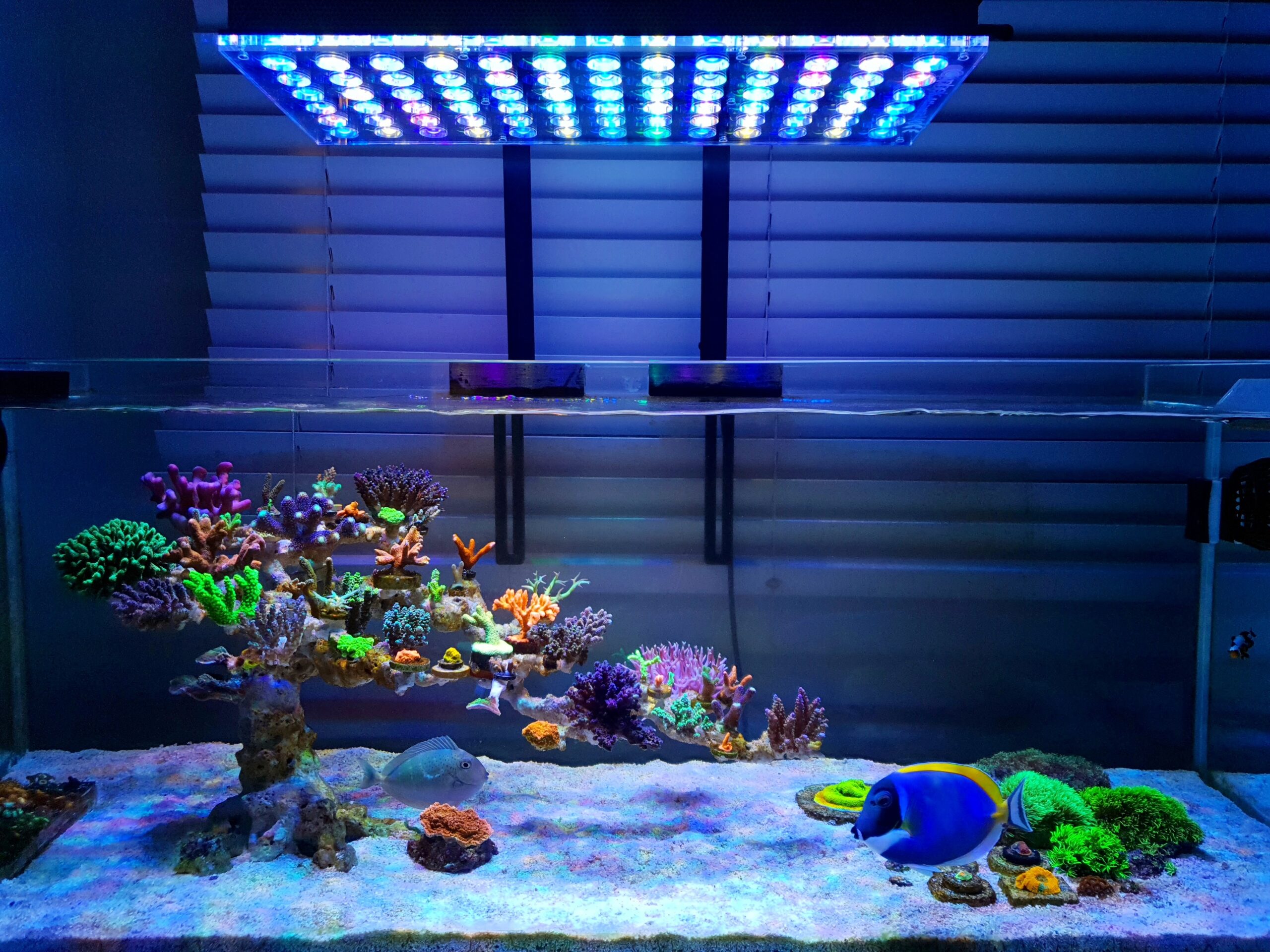 PopBloom T30 Acuario de arrecife Iluminación LED Marien Luz LED Acuario  Arrecife de Coral LPS SPS espectro completo para tanque de agua salada