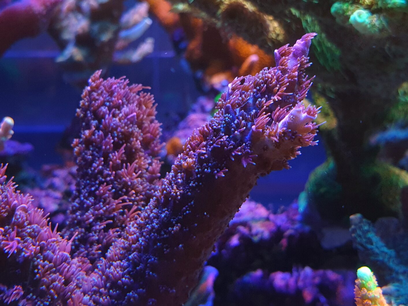 primer plano de coral