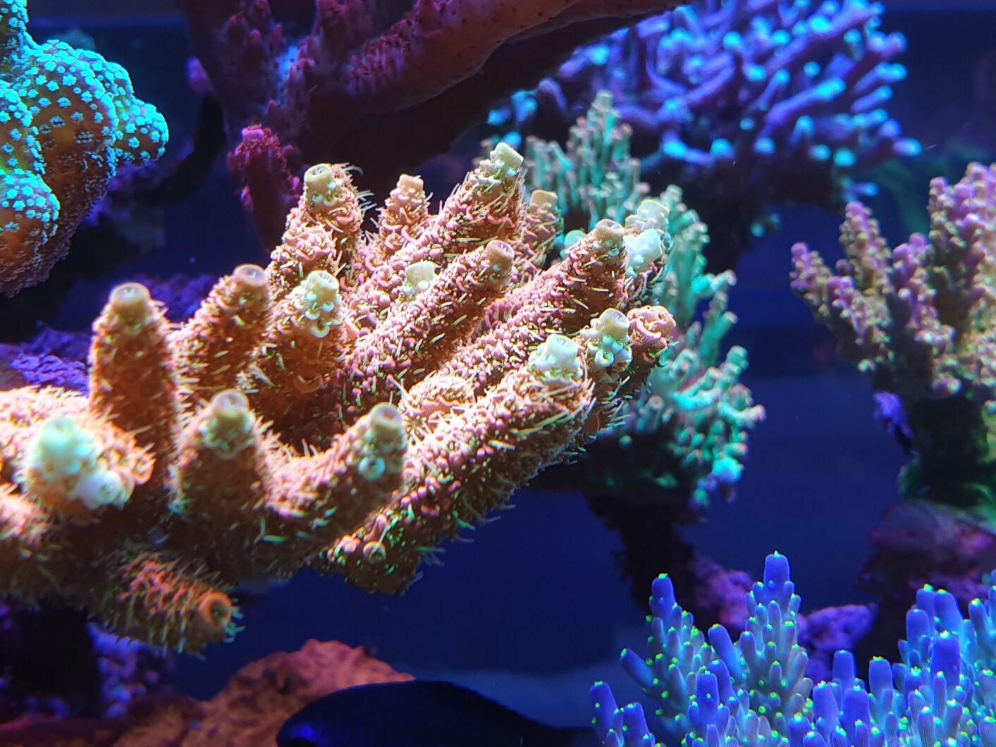  sps coral close-up