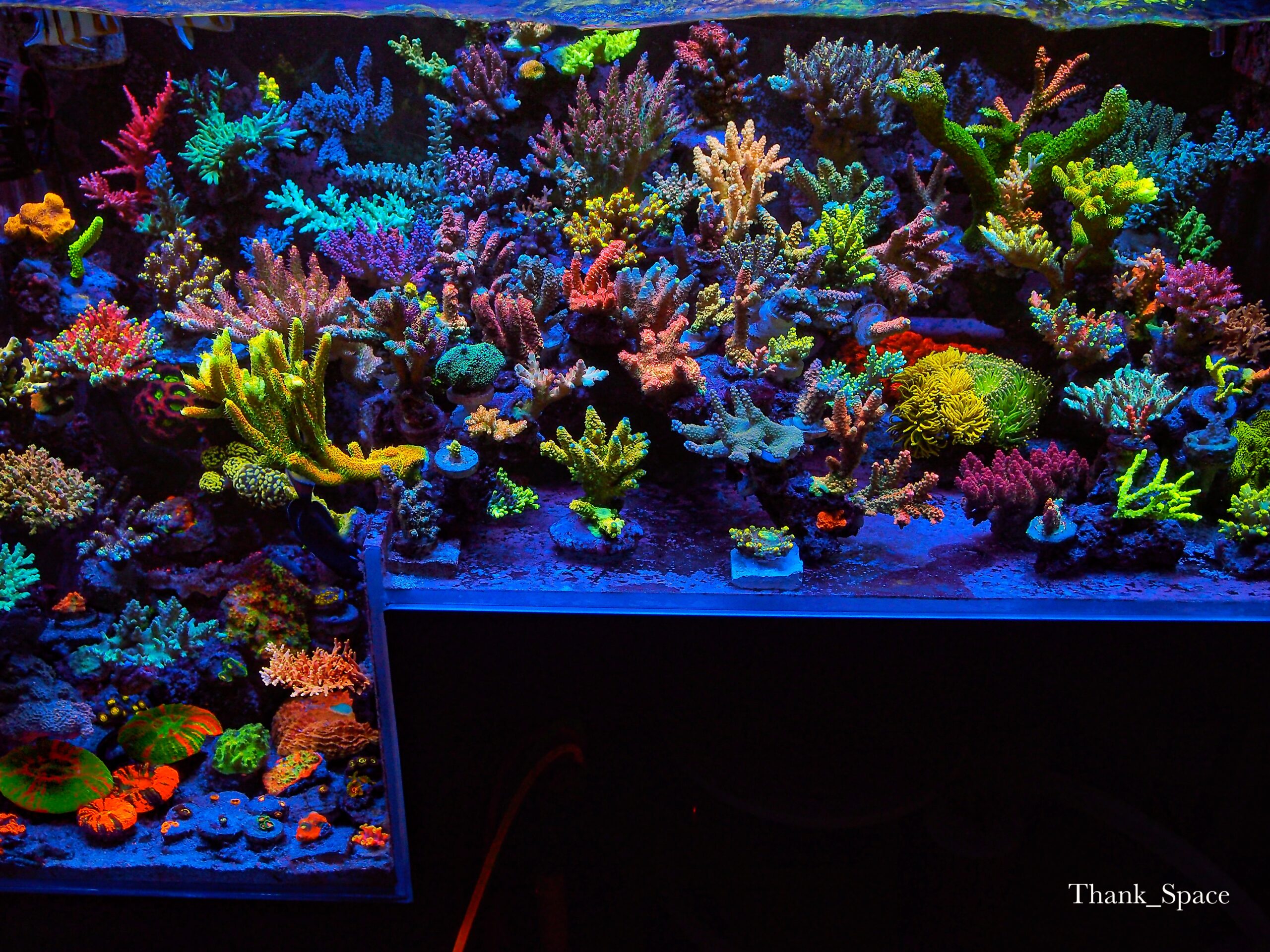 최고의 산호초 광각 렌즈 키트