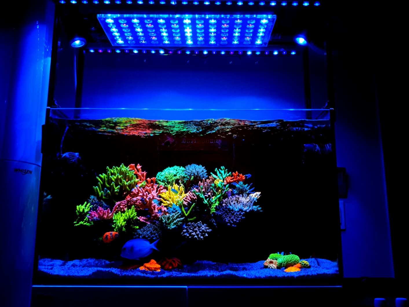 Incrível-65 galões-SPS-dominado-reef-aquarium-lighted-by-Atlantik-OR3