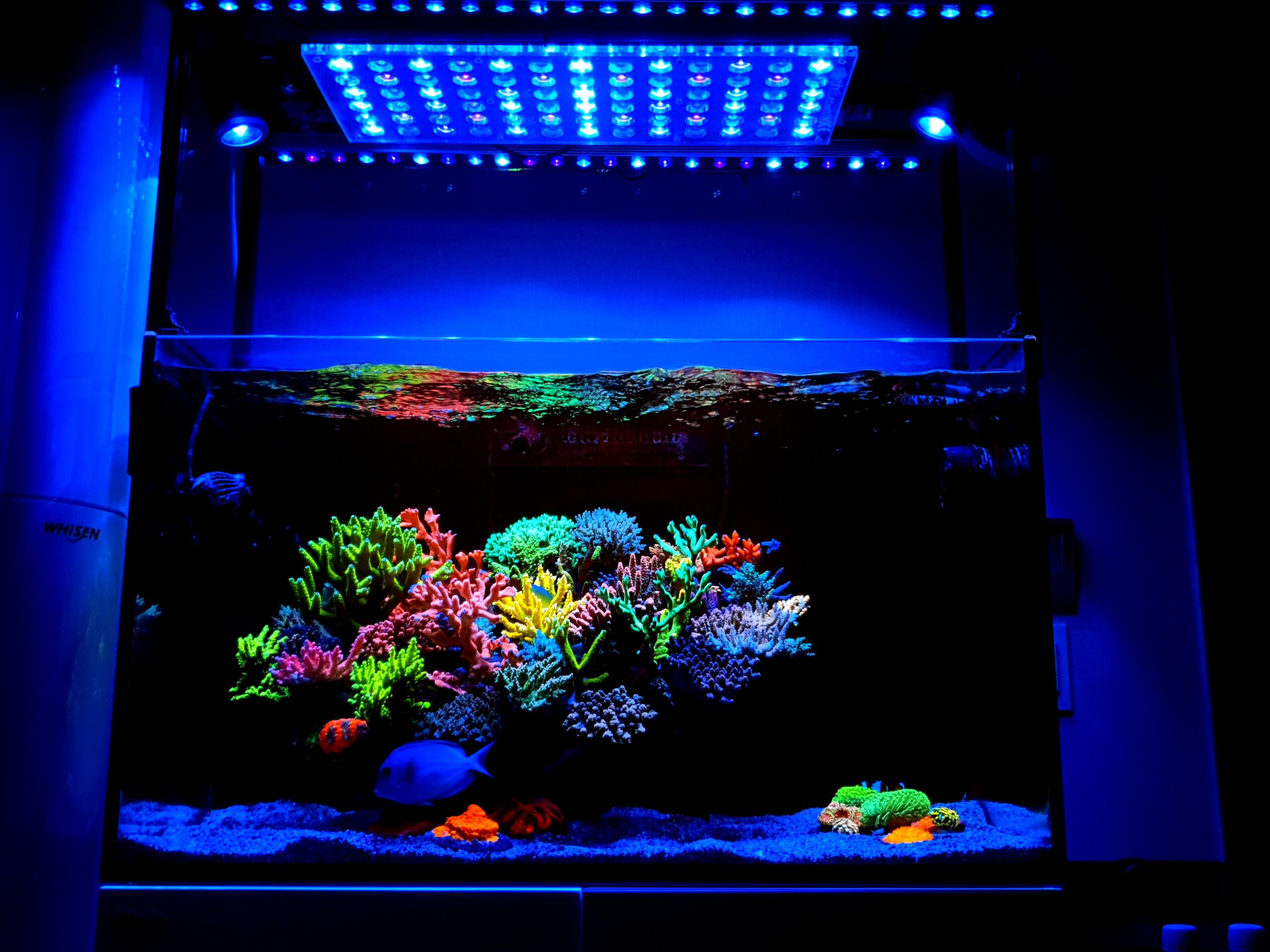 65 SPS dominated reef aquarium lighted by Atlantik & OR3