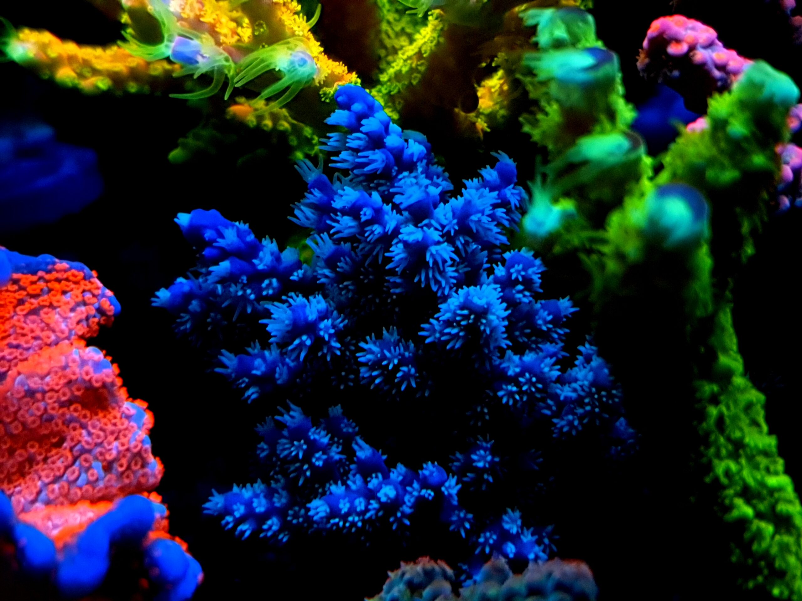 best-2022-LED-lys-gul-korall-fluorescerende-pop