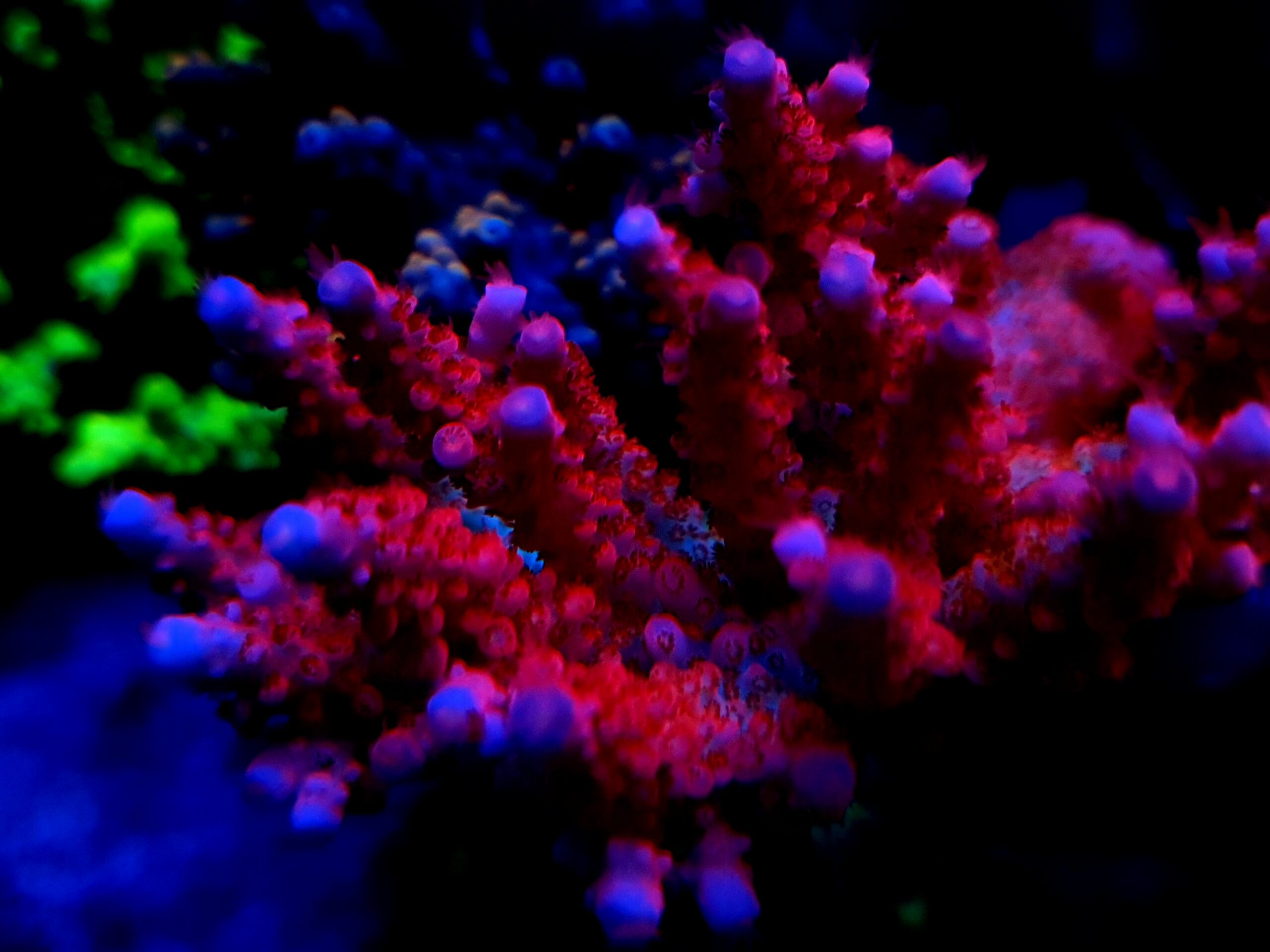 mejor-2022-LED-luz-rojo-coral-fluorescente-pop