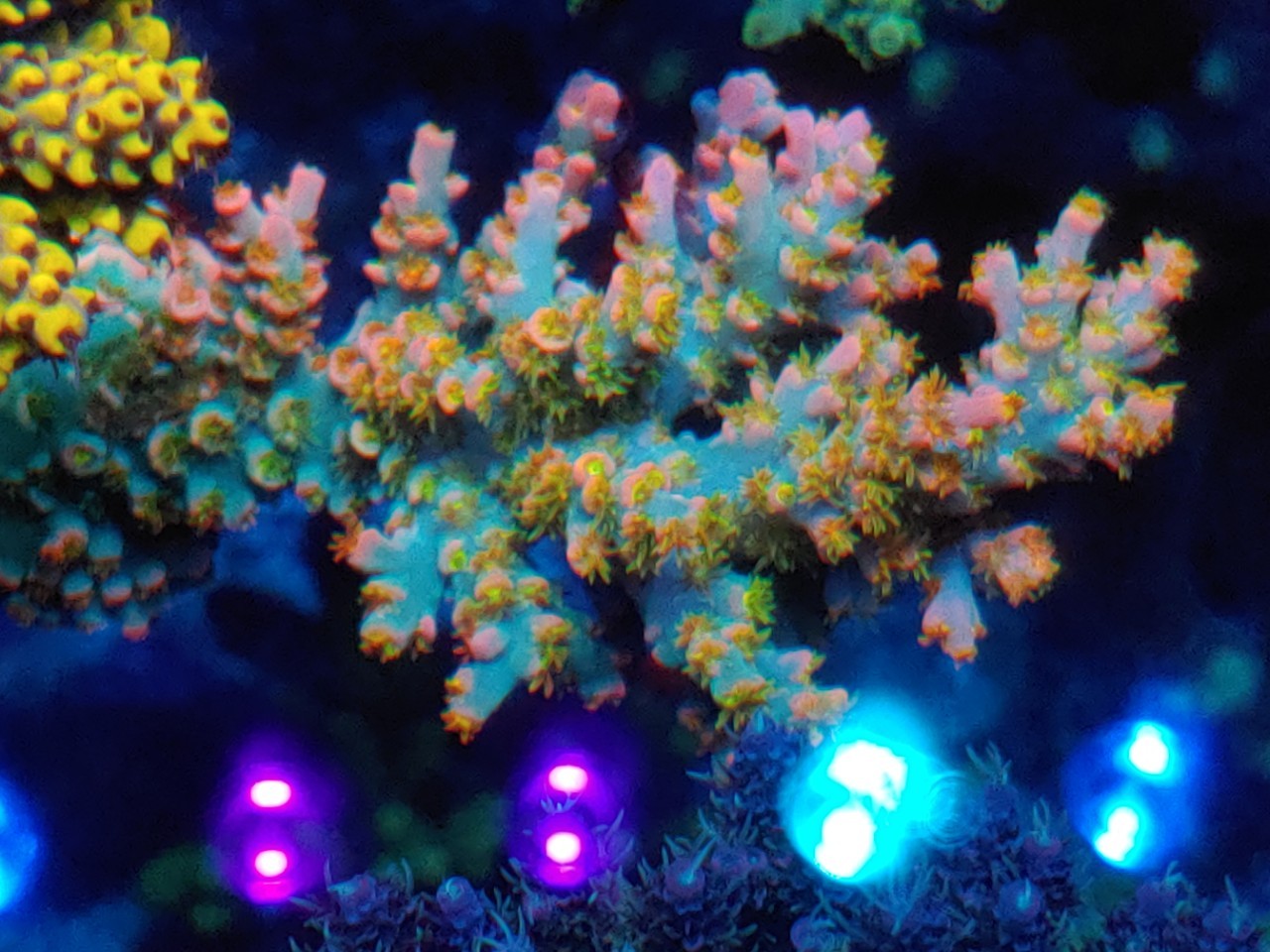 orphek-Best-2022-LED-light-OR3-Blue-plus-サンゴ礁水族館