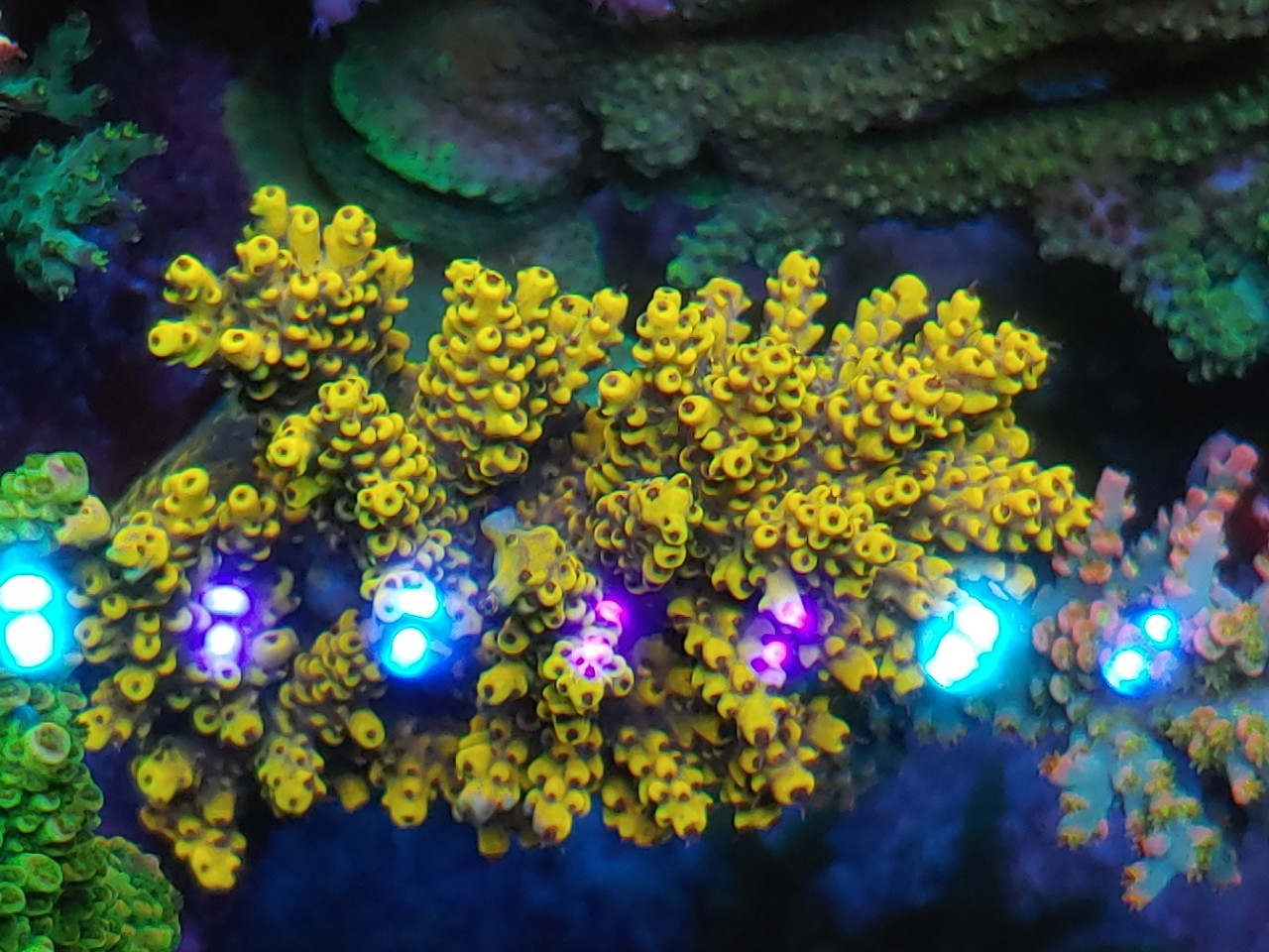 orphek-Best-2022-LED-light-OR3-Blue-plus-coral-reef-akvaario1