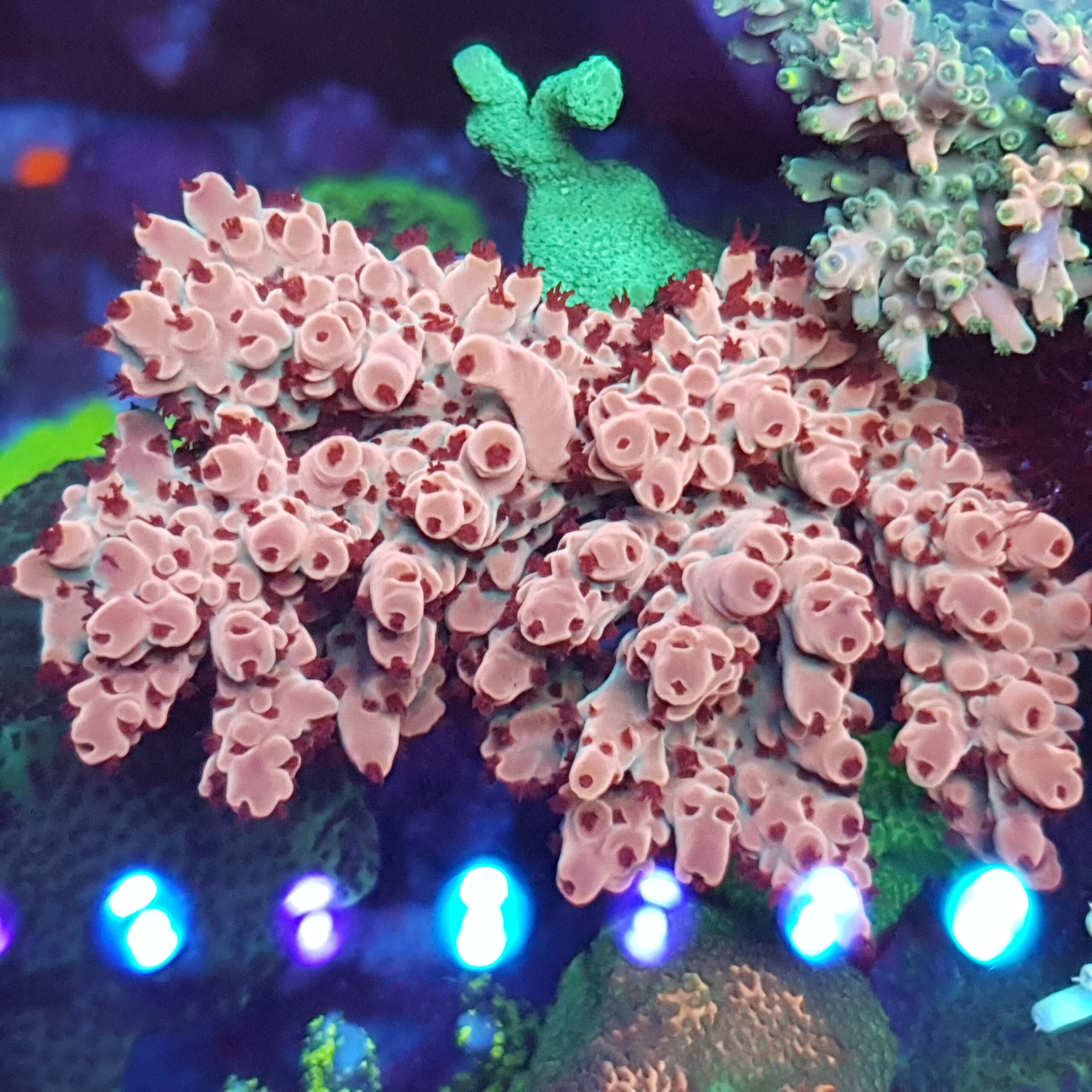 orphek-Best-2022-LED-light-OR3-Blue-plus-coral-reef-acquarium2