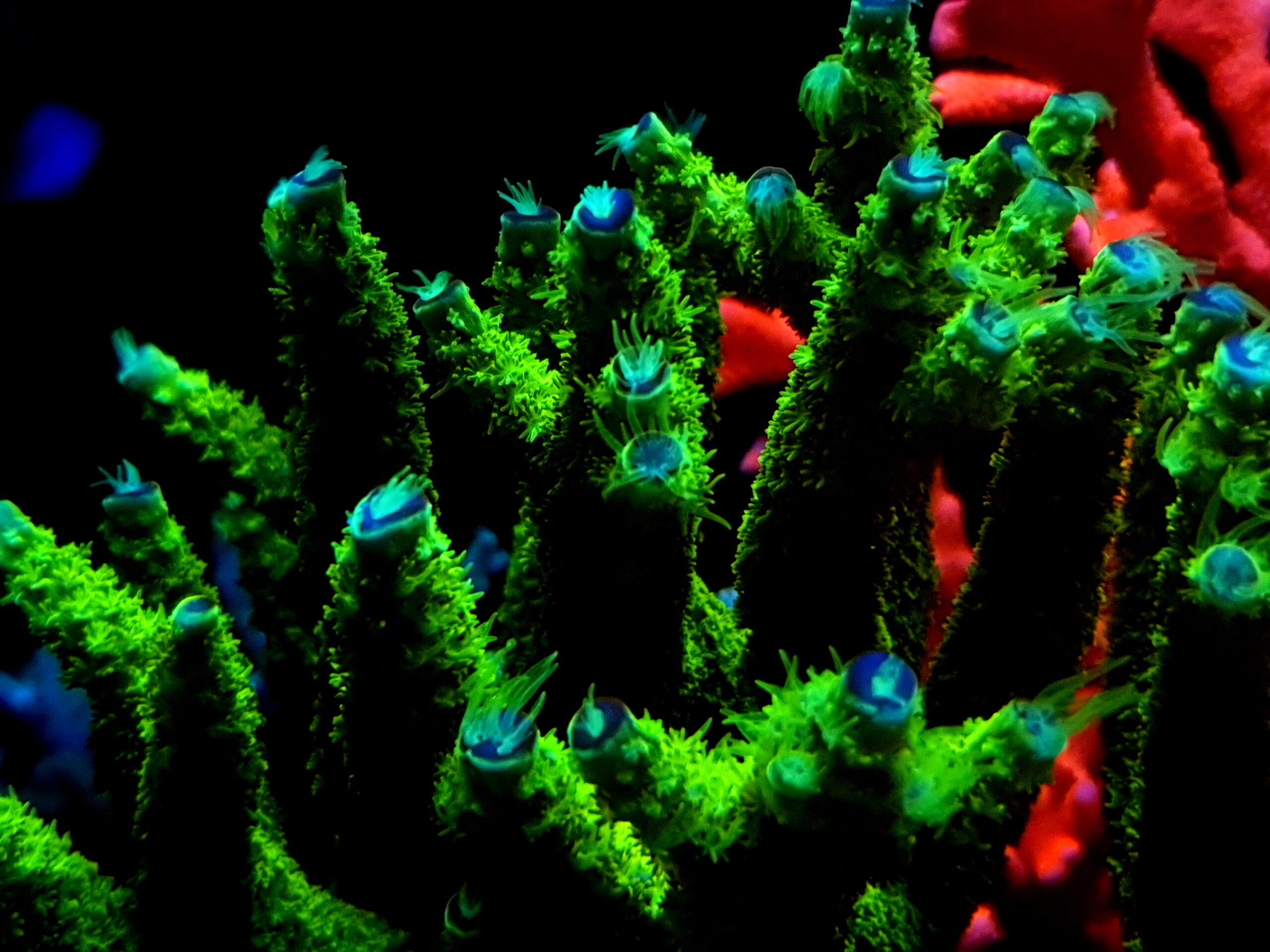 paras-2022-LED-vaaleankeltainen-koralli-fluoresoiva-pop