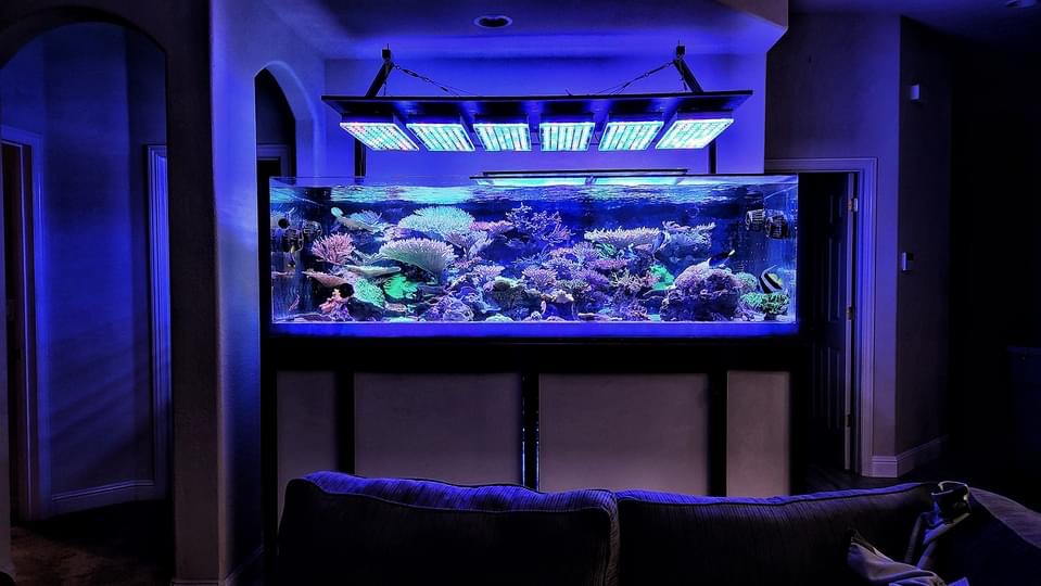 melhor reef aquarium led light orphek 2022