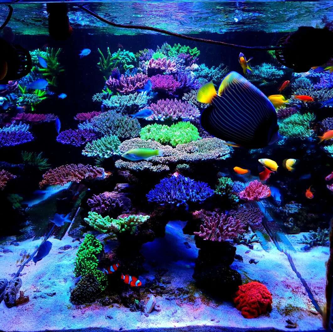 Amazing-1000L-SPS-gedomineerde-rif-aquarium-verlichte-Atlantik-OR3