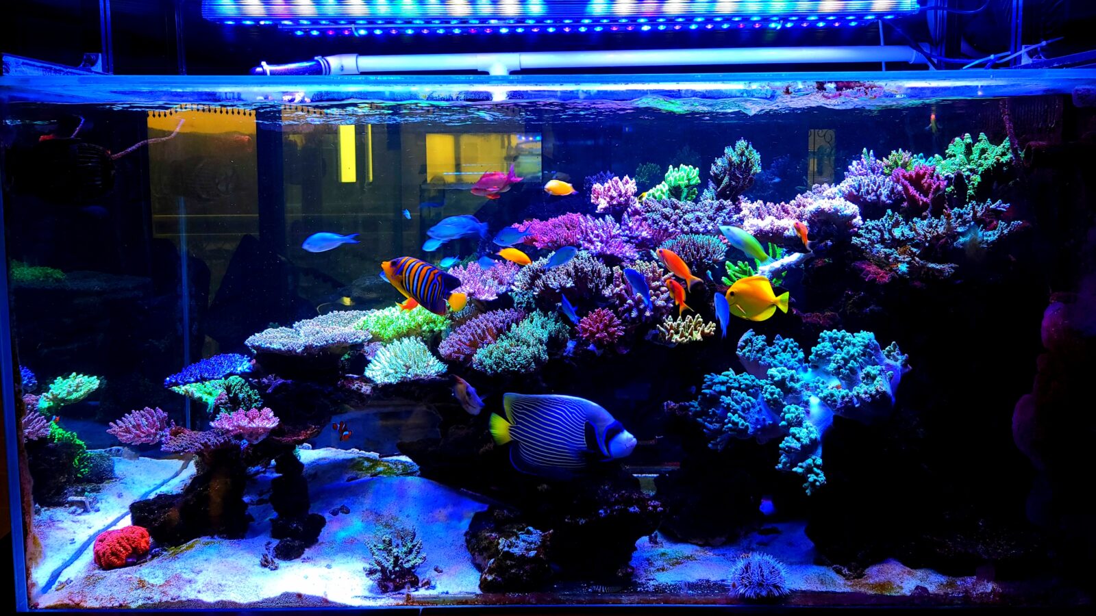 Fantastisk 1000L SPS-domineret revakvarium oplyst af Atlantik & OR3