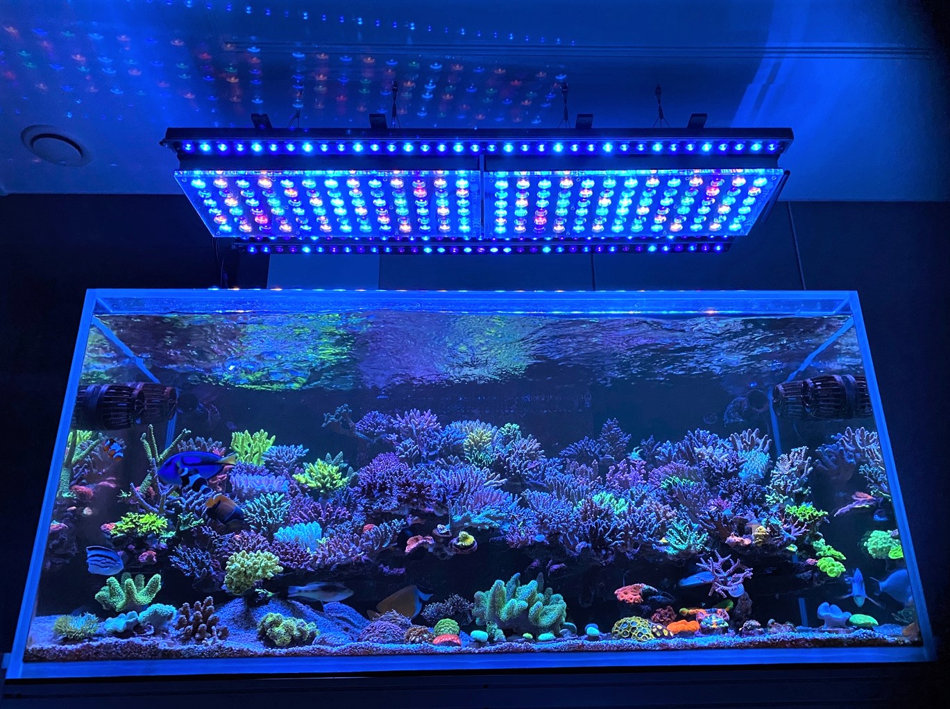 Amazing-2022-coreano-SPS-dominado-reef-aquarium