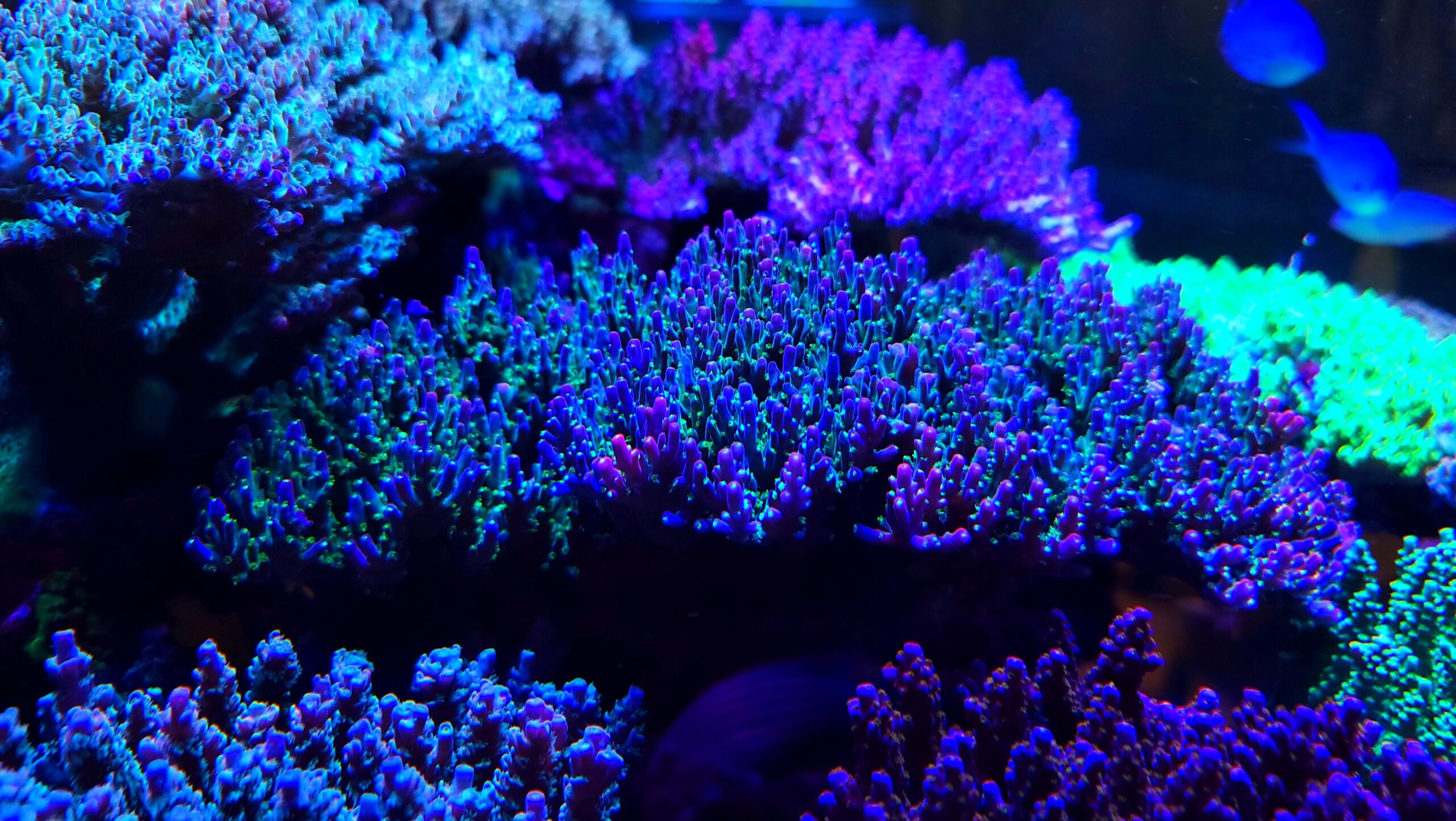 Fantastisk-SPS-koraldomineret-rev-akvarium-LED-lys-orphek