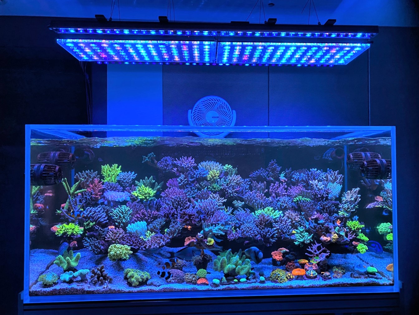 Reef Aquarium LED Light Galleria di foto • Orphek