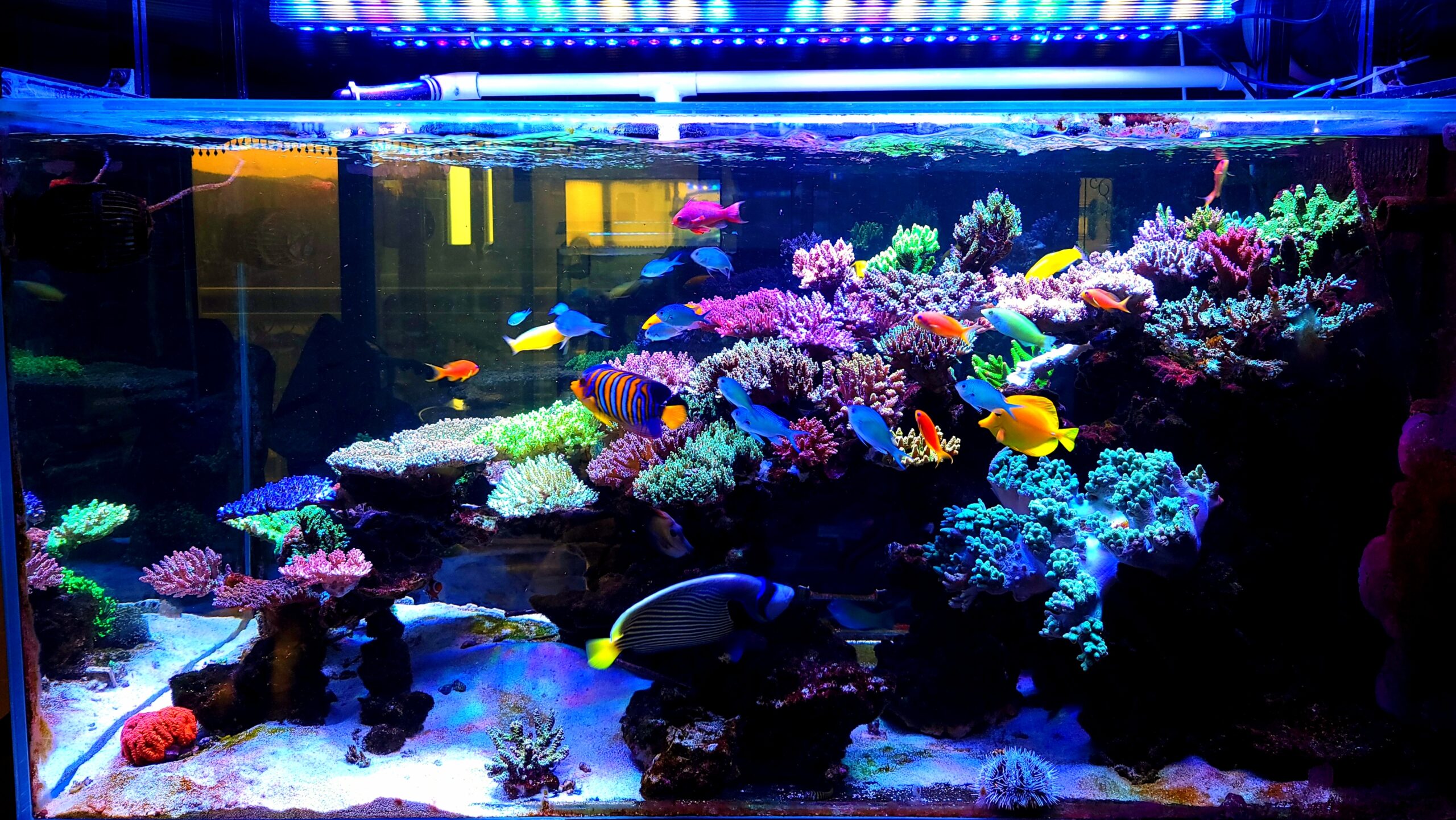 Best-reef-LED-light-orphek-OR3-blue-plus